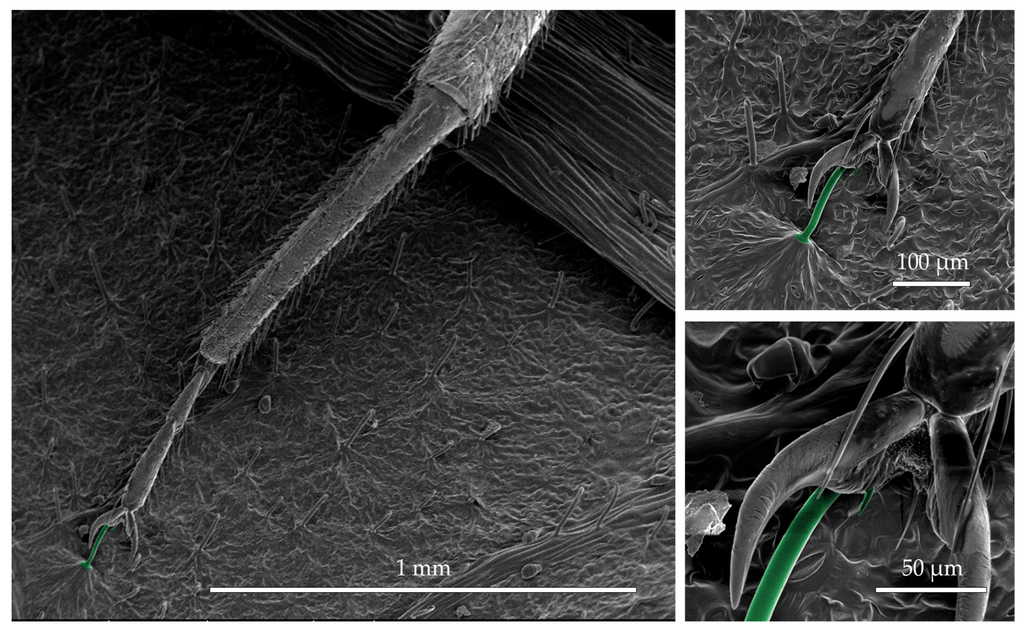 Insects 16 00786 g004