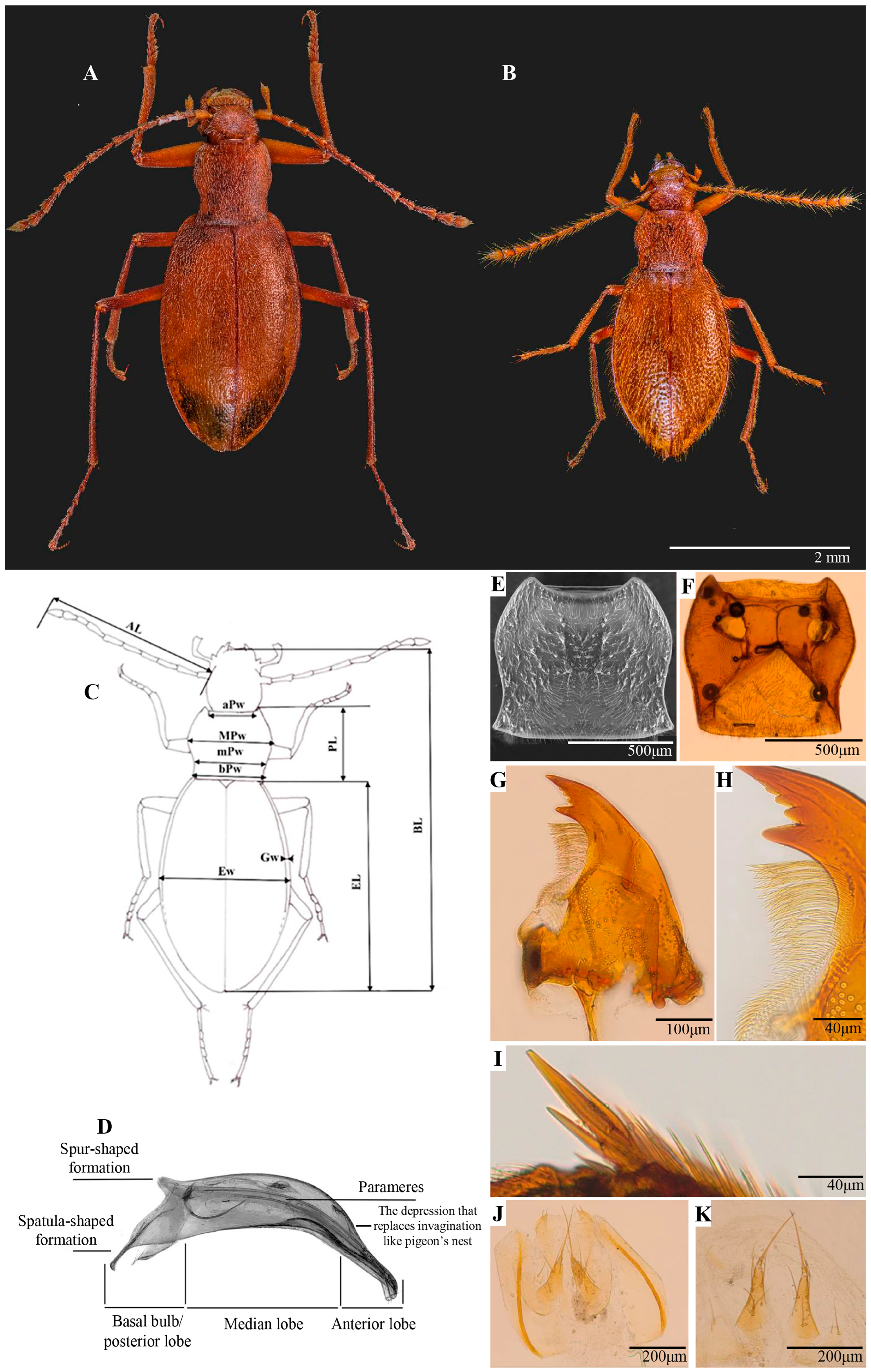 Insects 16 00806 g002