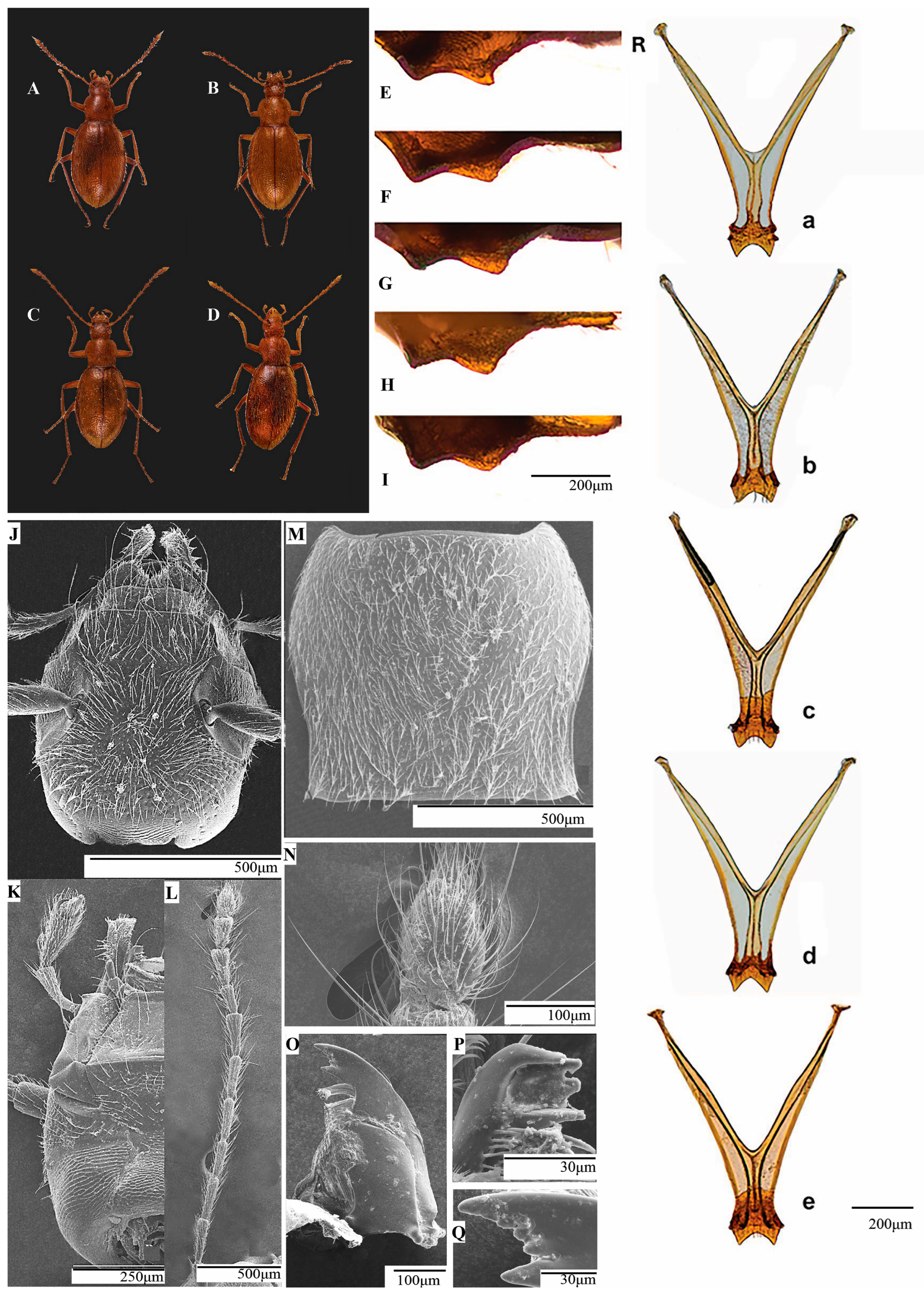 Insects 16 00806 g006