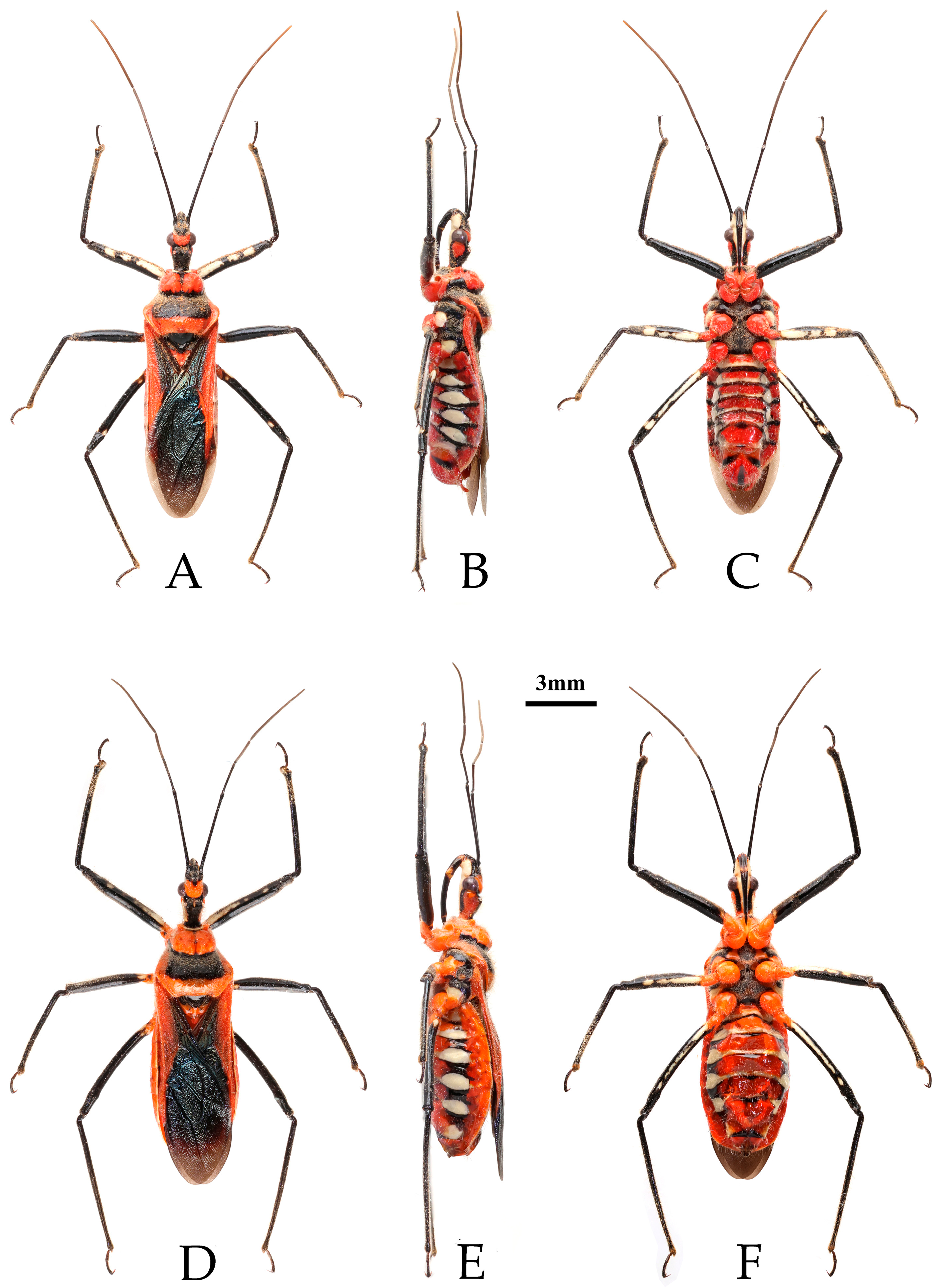 Insects 16 00823 g002 Insects 16 00823 g002