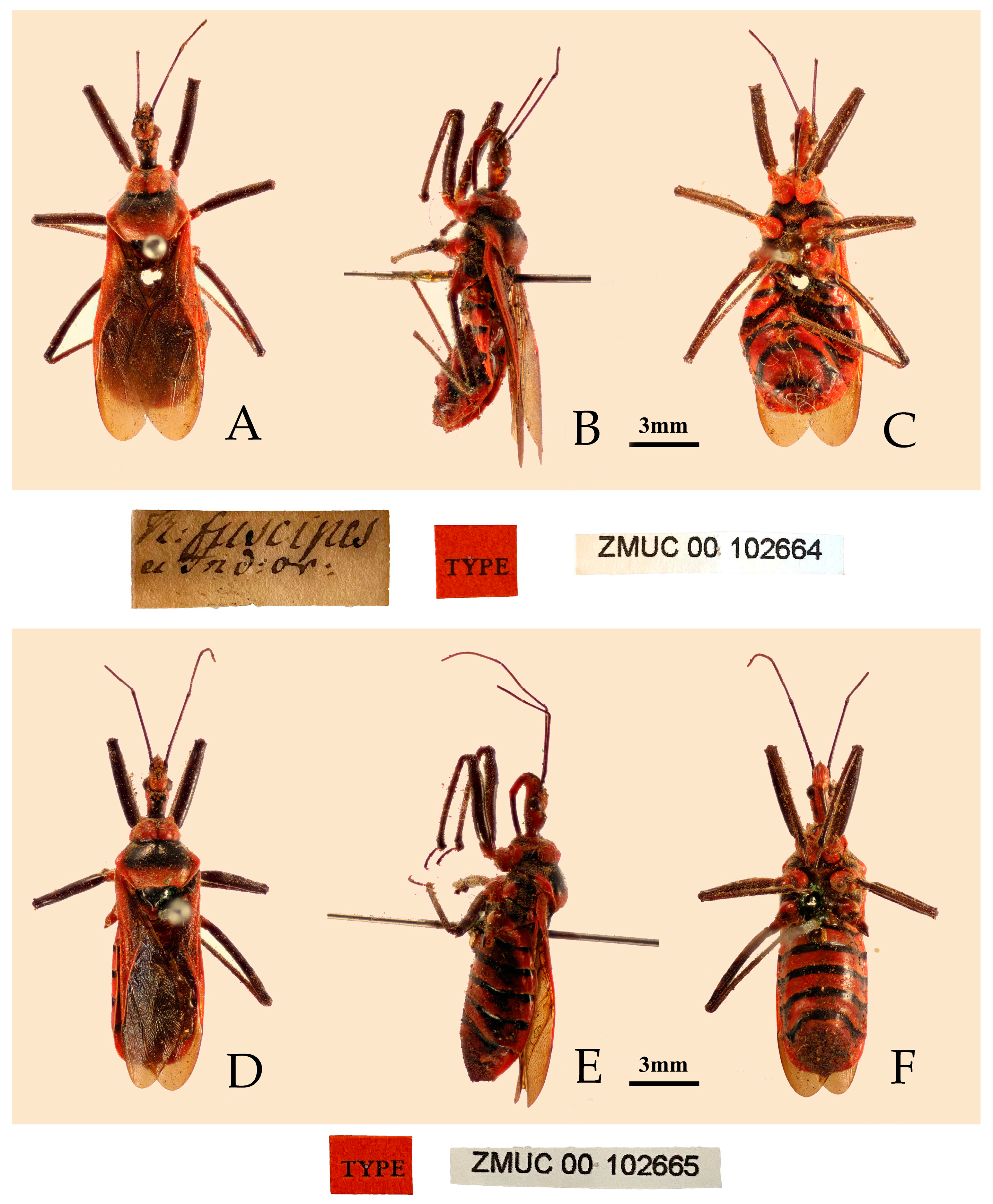 Insects 16 00823 g004 Insects 16 00823 g004