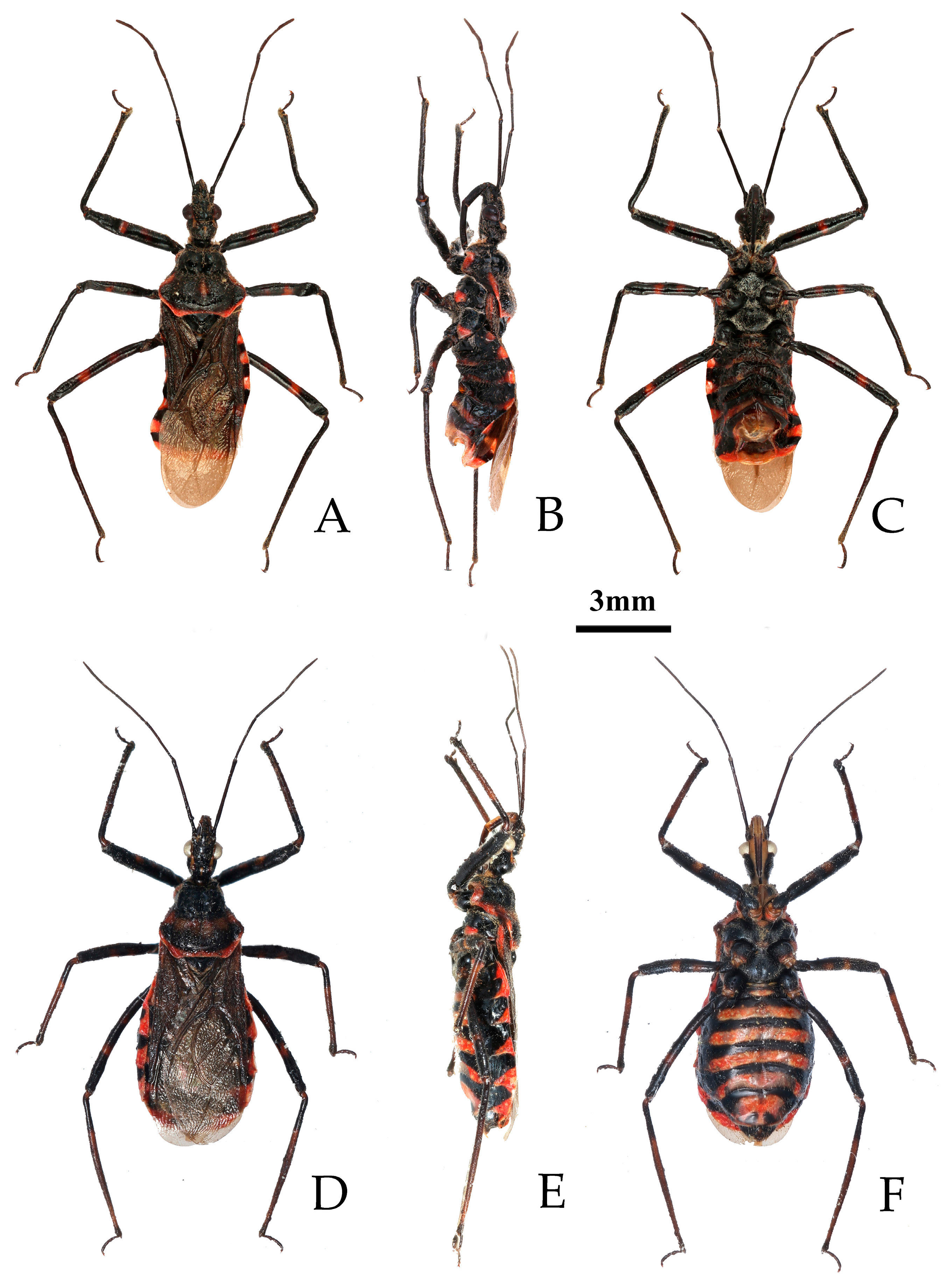 Insects 16 00823 g007 Insects 16 00823 g007