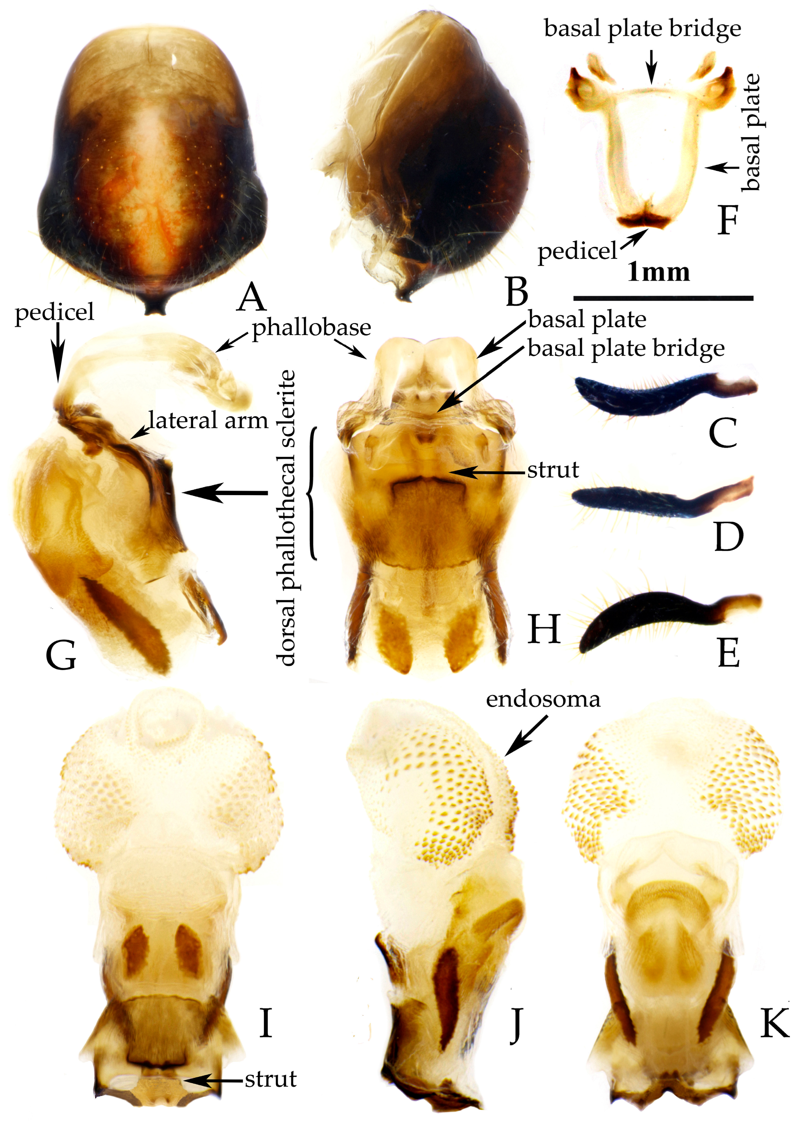 Insects 16 00823 g008 Insects 16 00823 g008