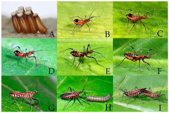 Insects 16 00823 g009