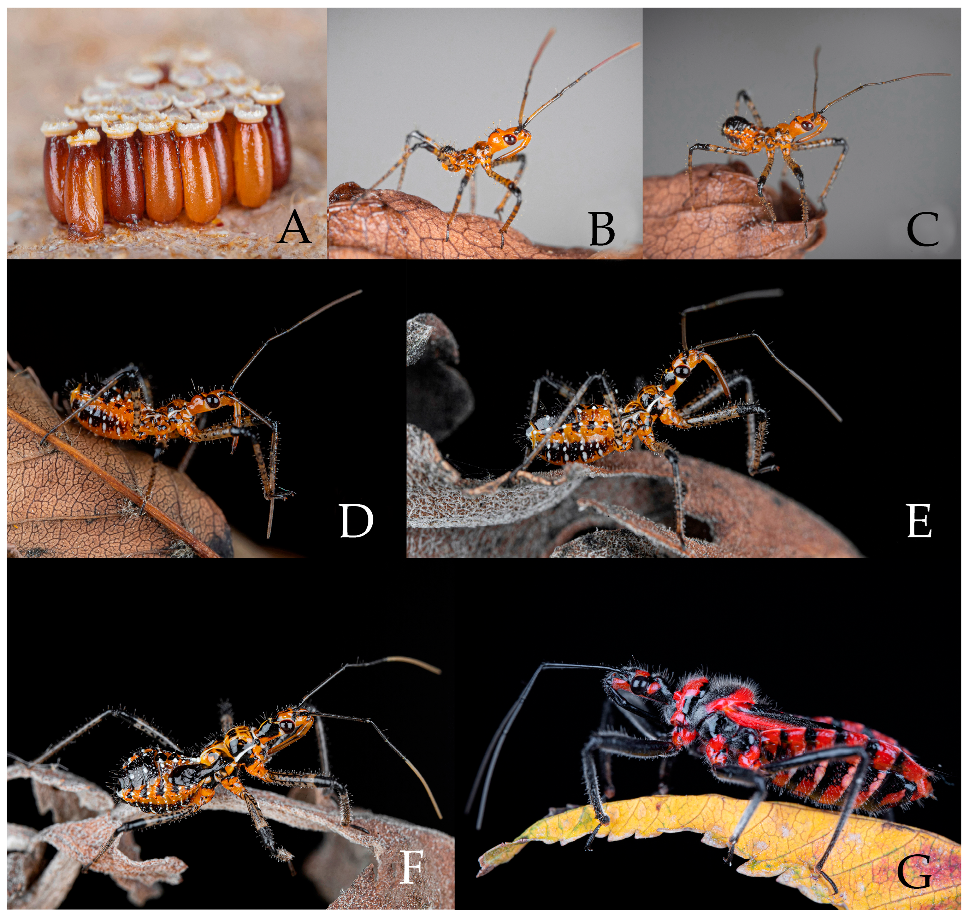 Insects 16 00823 g010 Insects 16 00823 g010