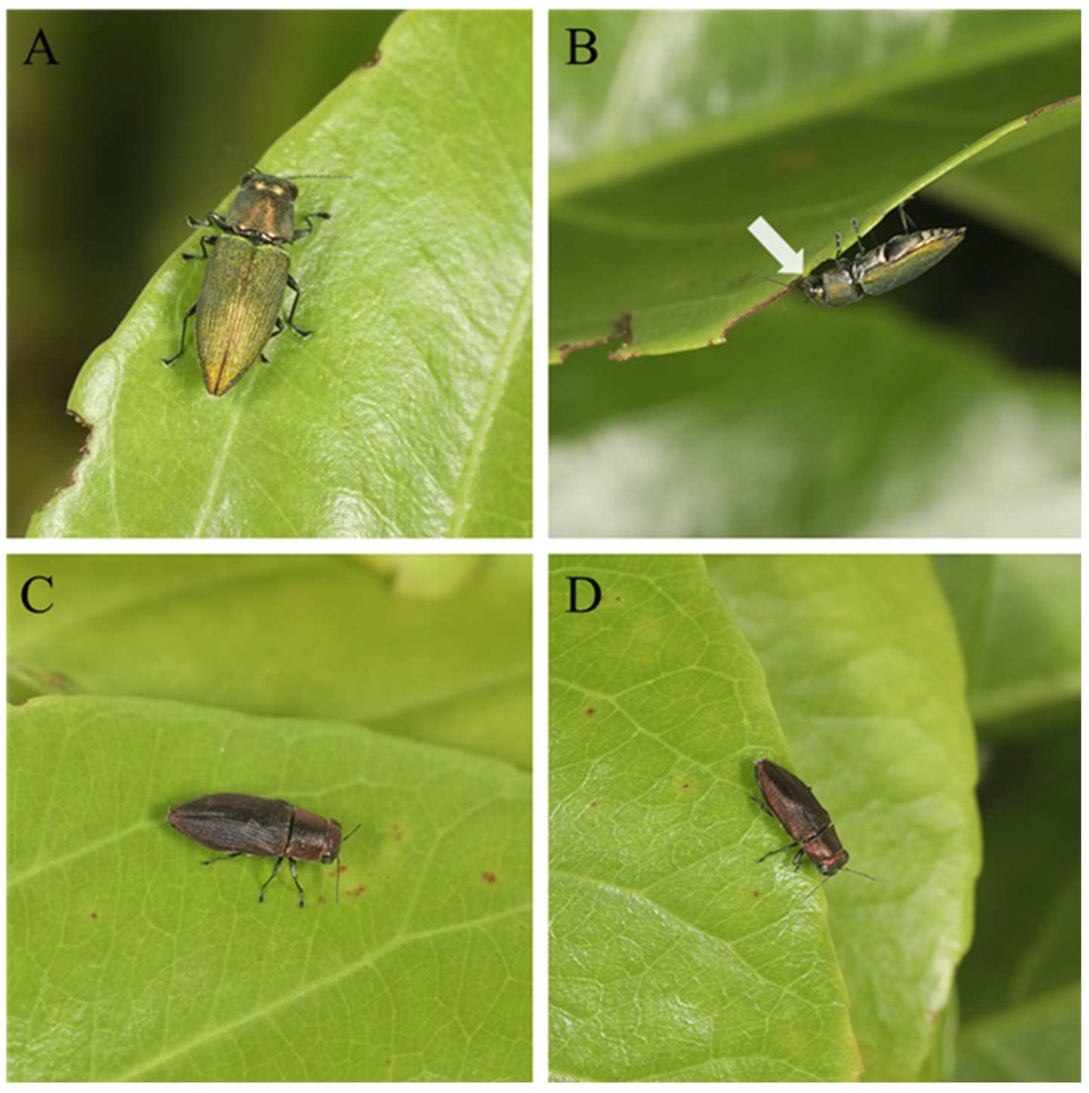 Insects 16 00839 g002