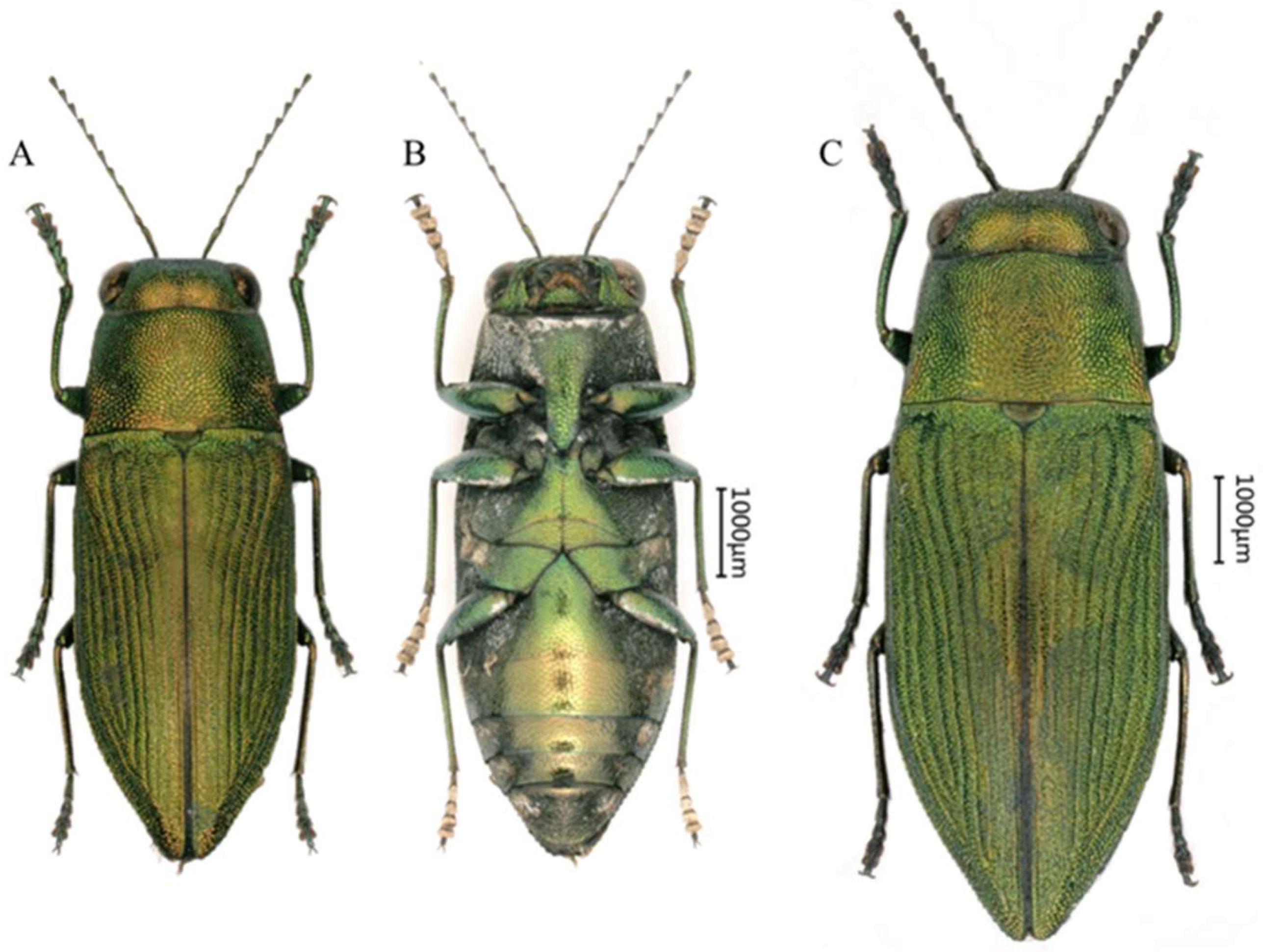 Insects 16 00839 g003