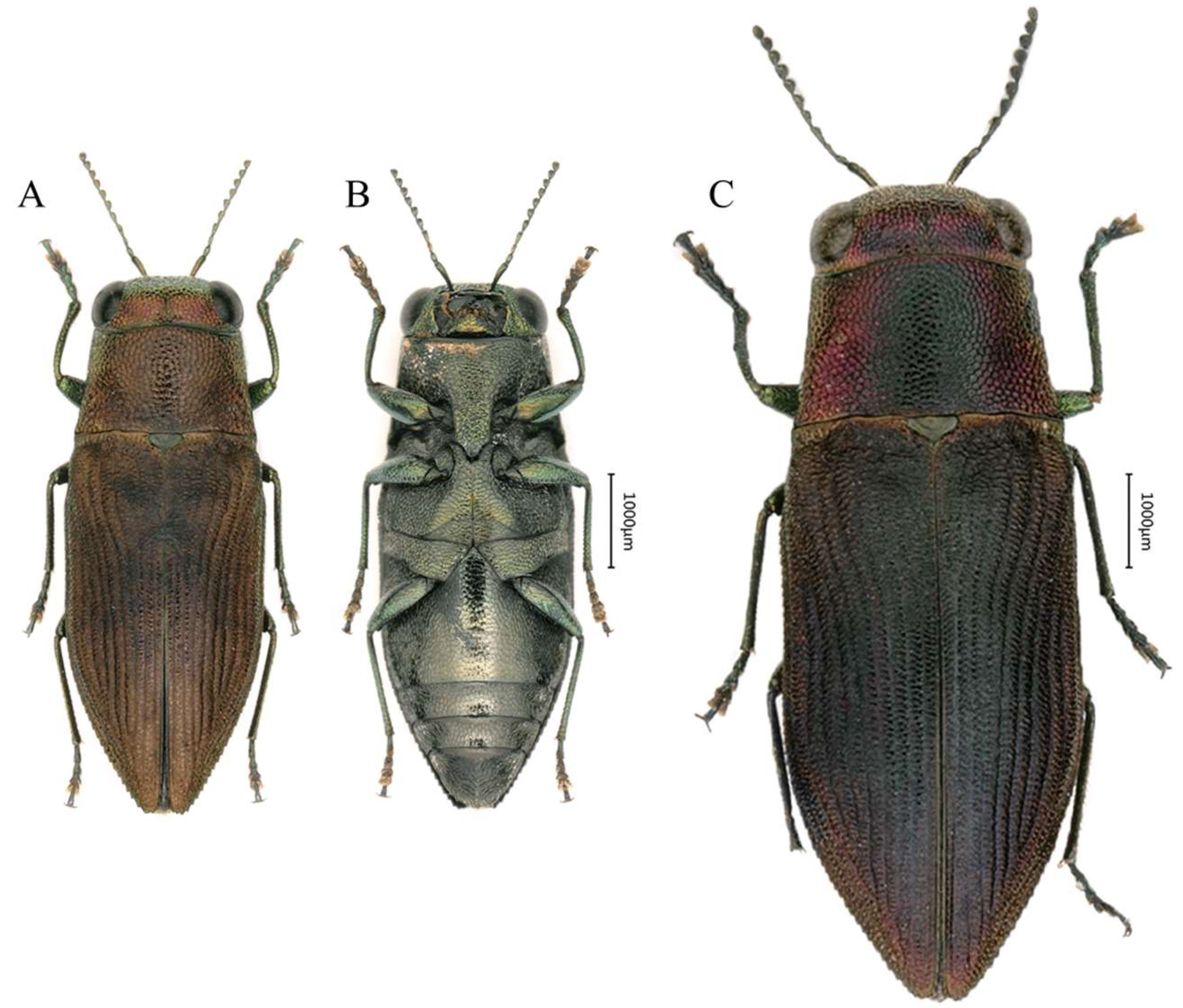 Insects 16 00839 g004