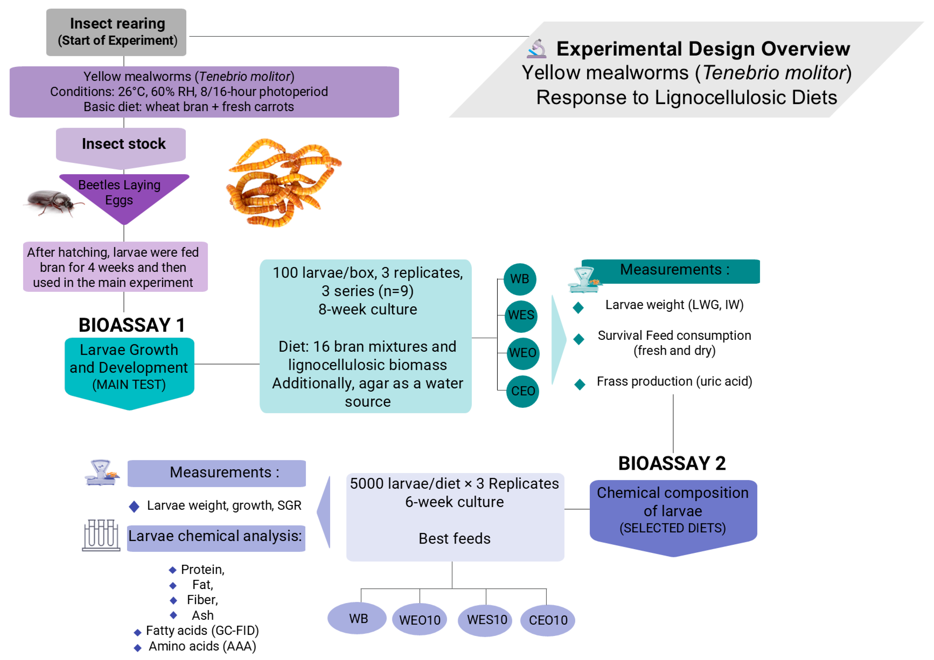 Insects 16 00842 g001