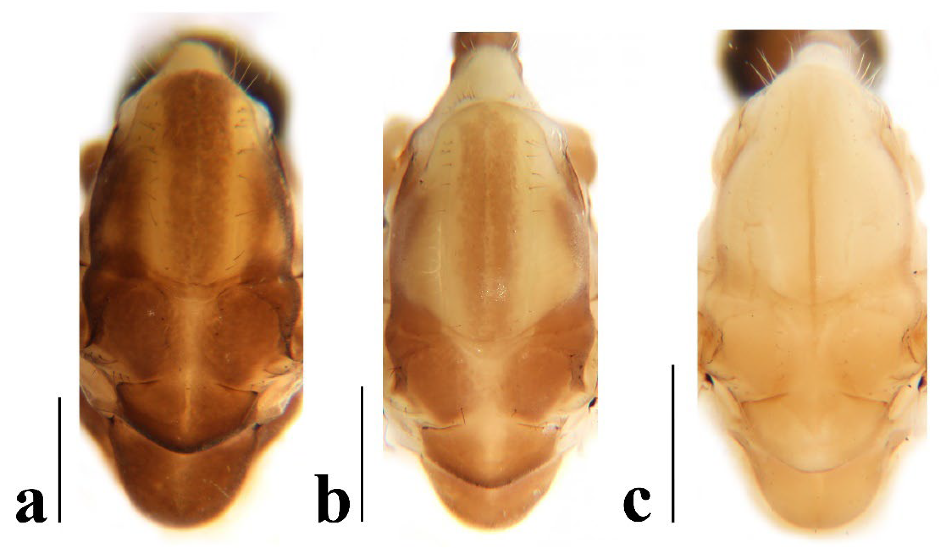 Insects 16 00845 g004