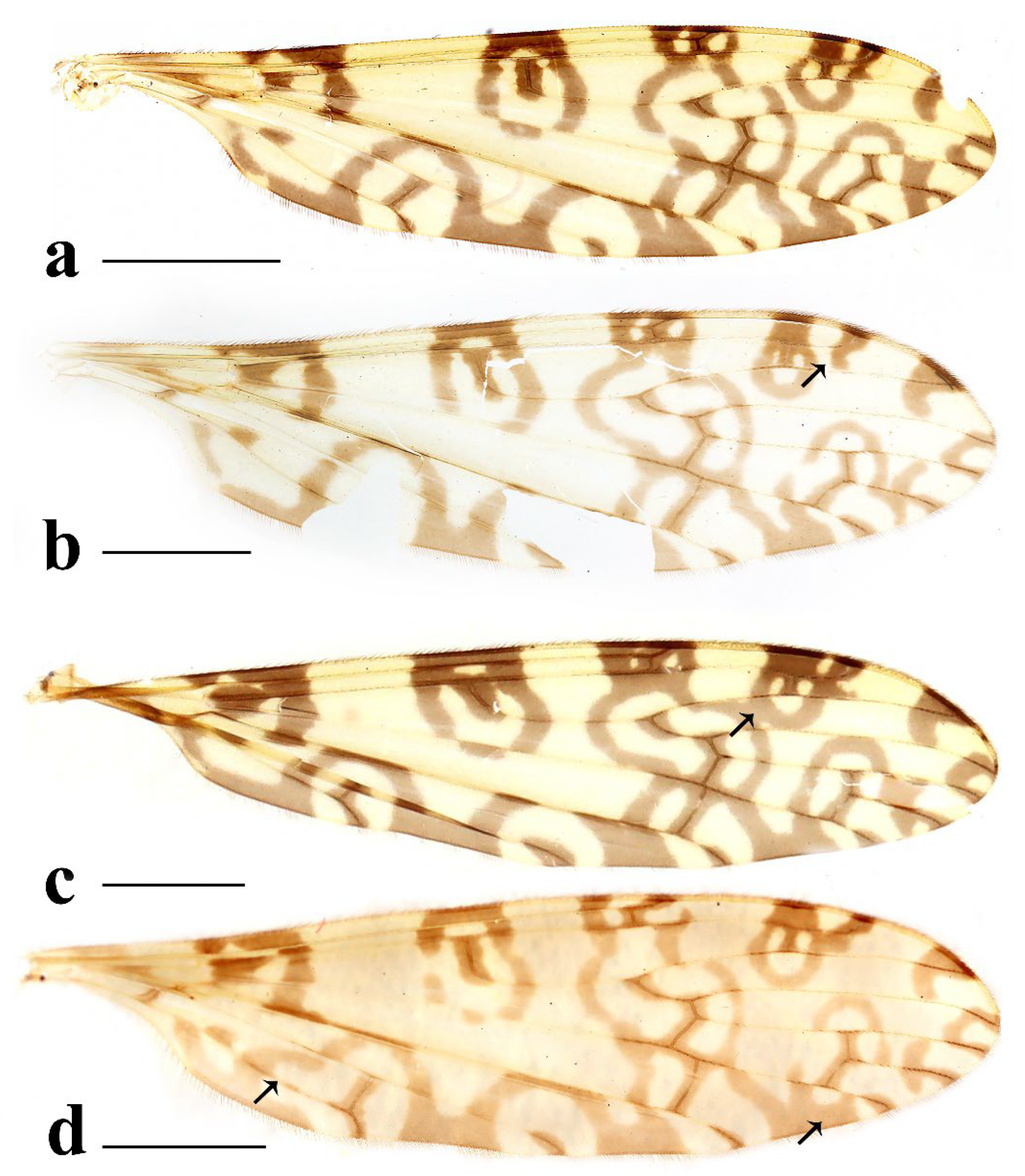 Insects 16 00845 g005