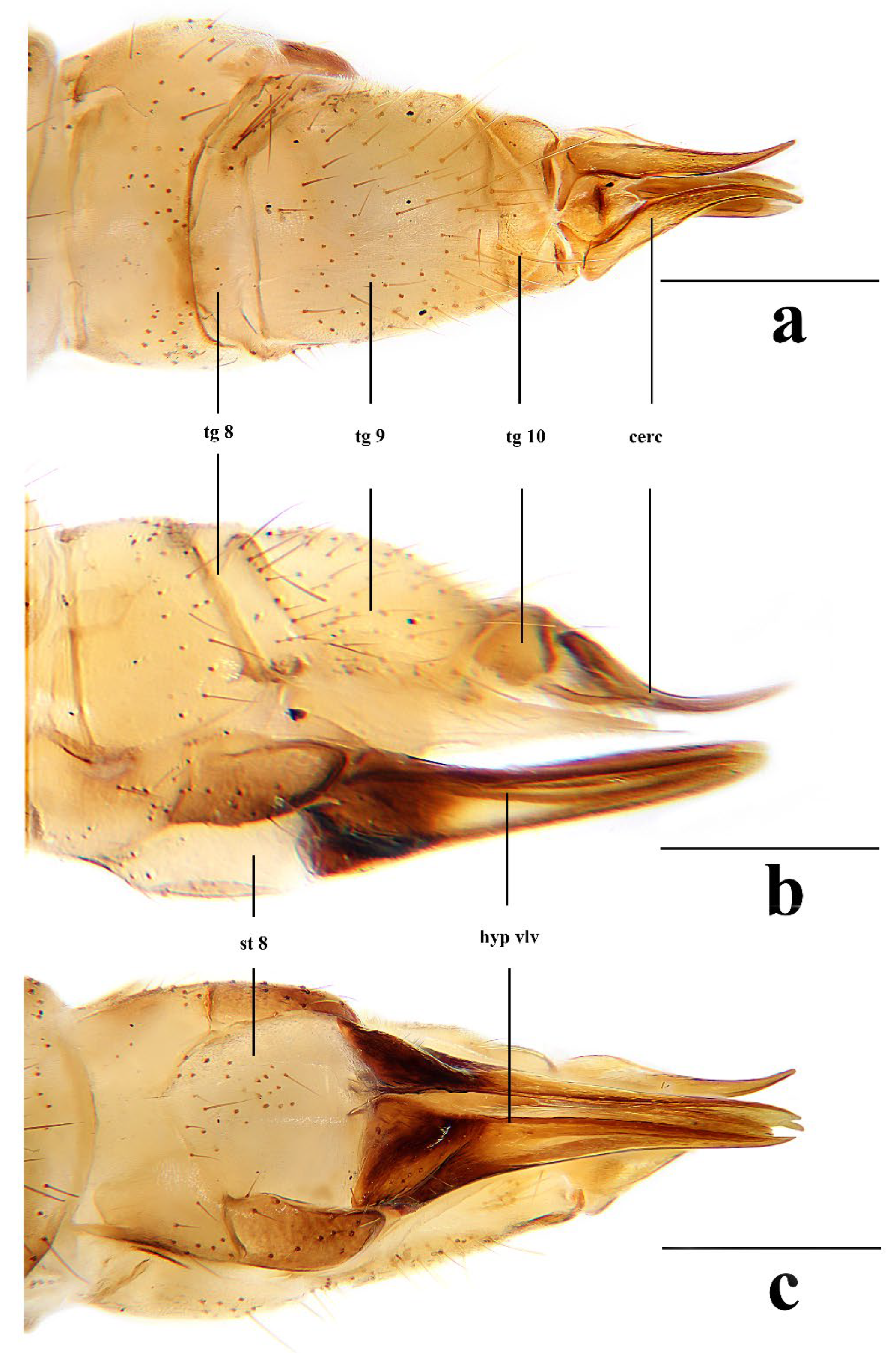 Insects 16 00845 g007