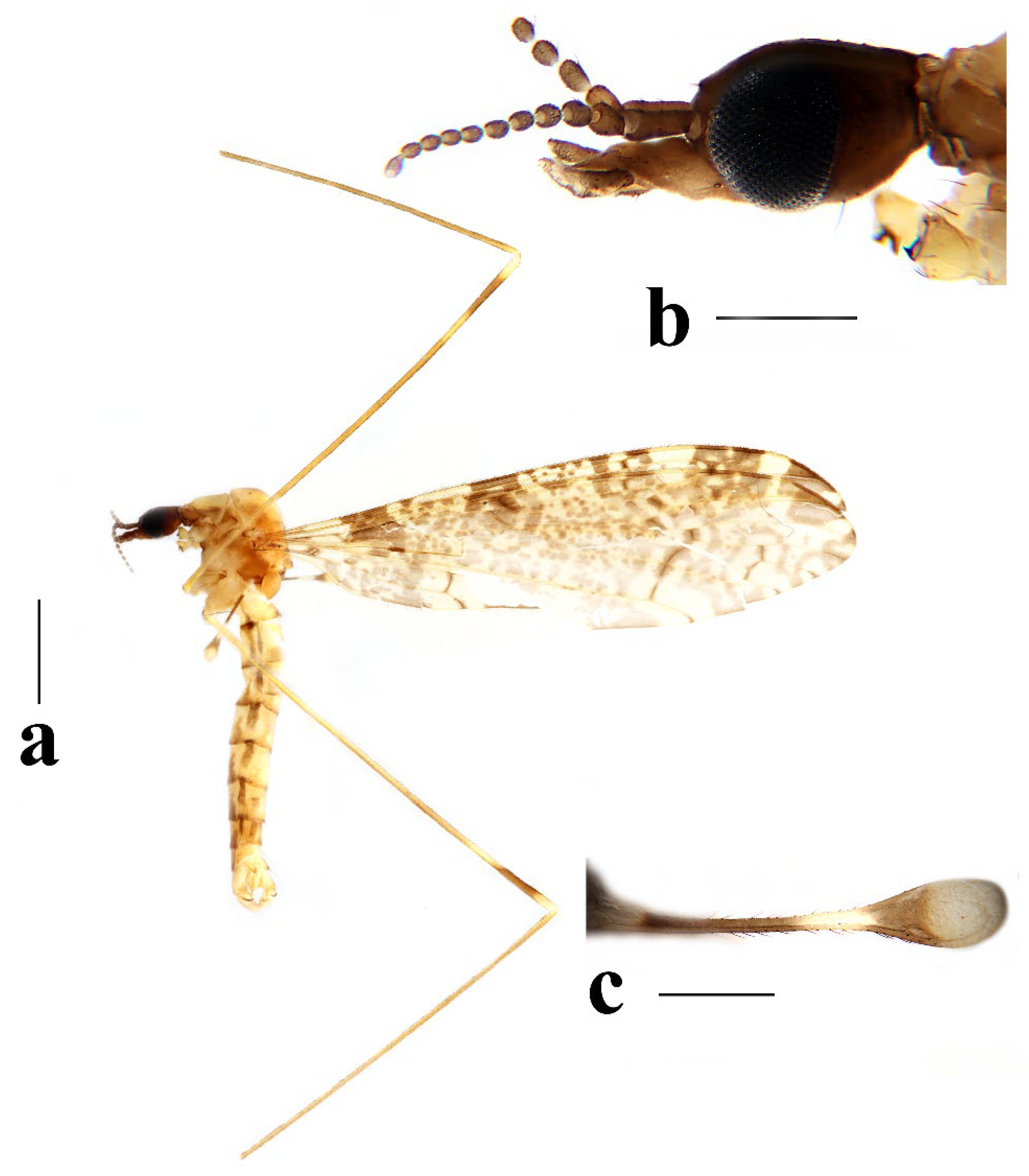 Insects 16 00845 g008