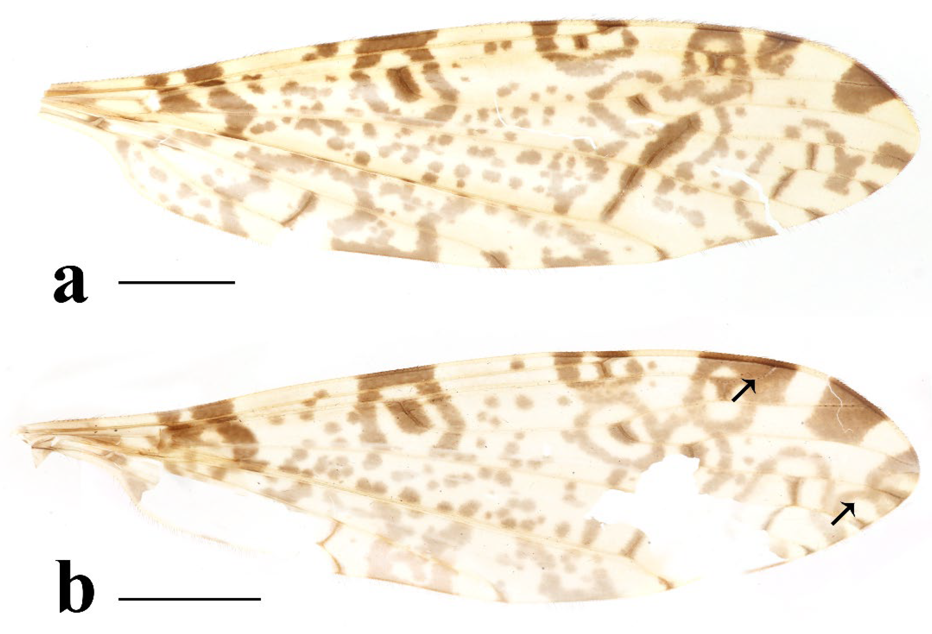 Insects 16 00845 g010