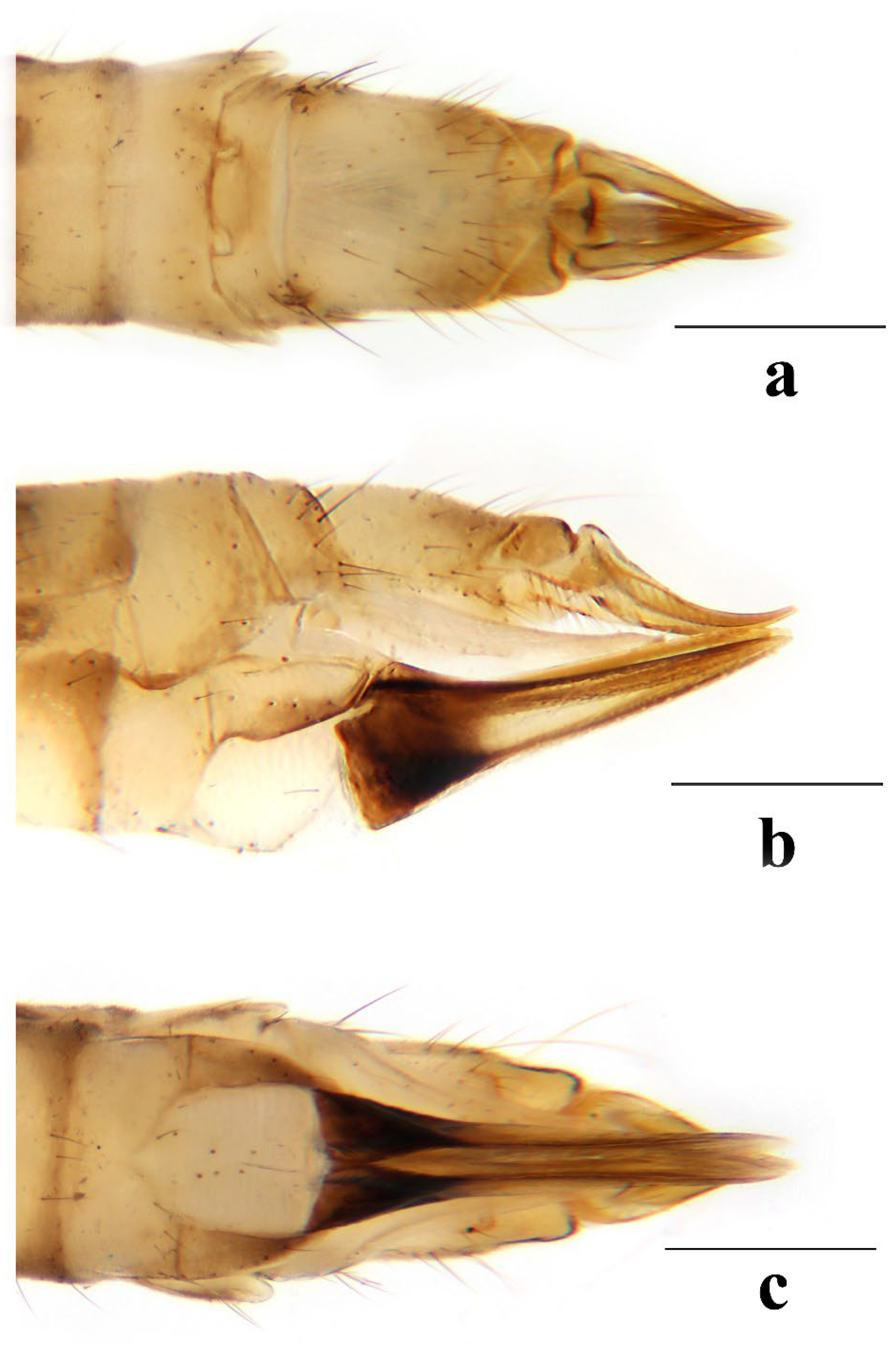 Insects 16 00845 g012