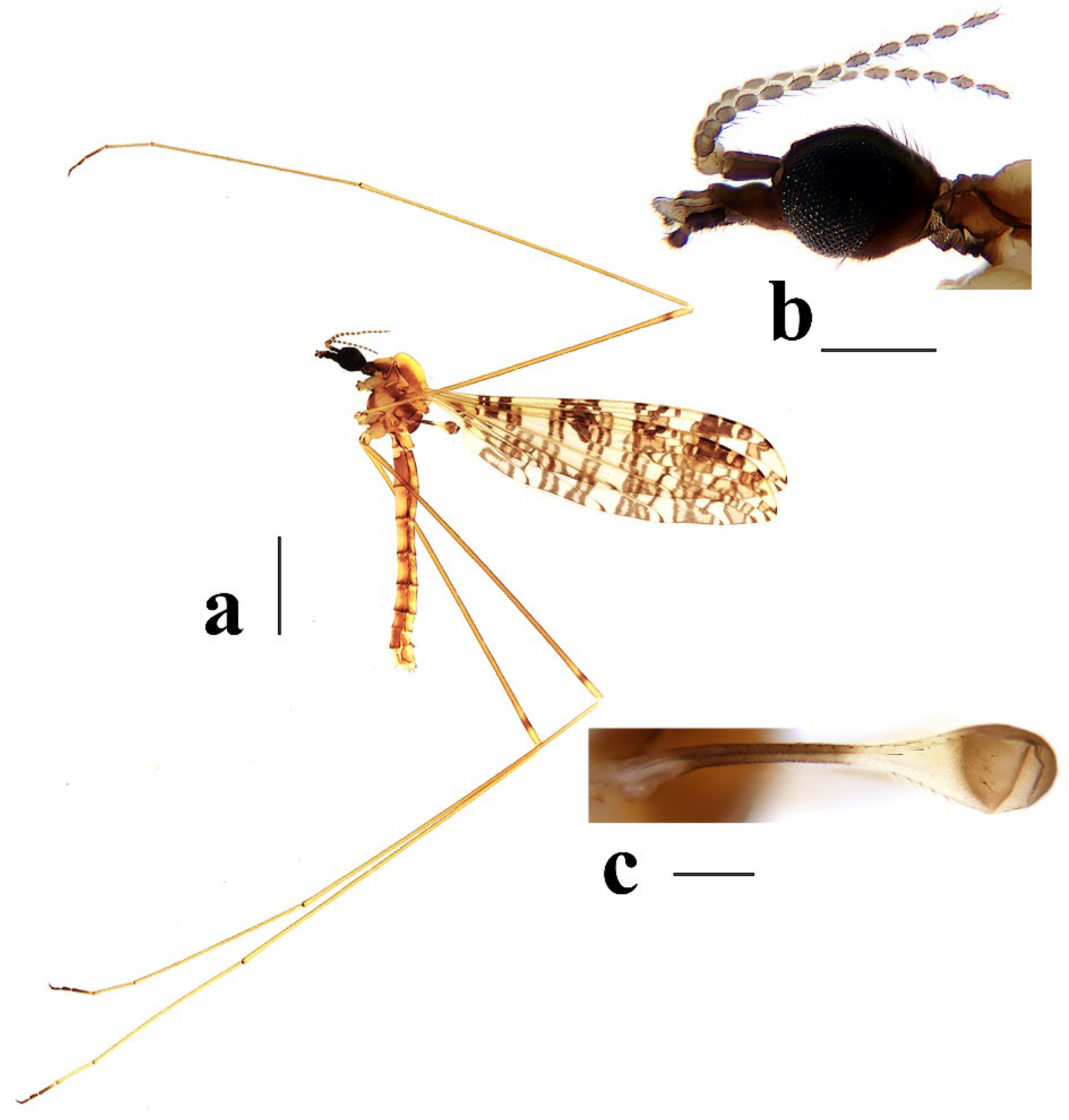 Insects 16 00845 g013