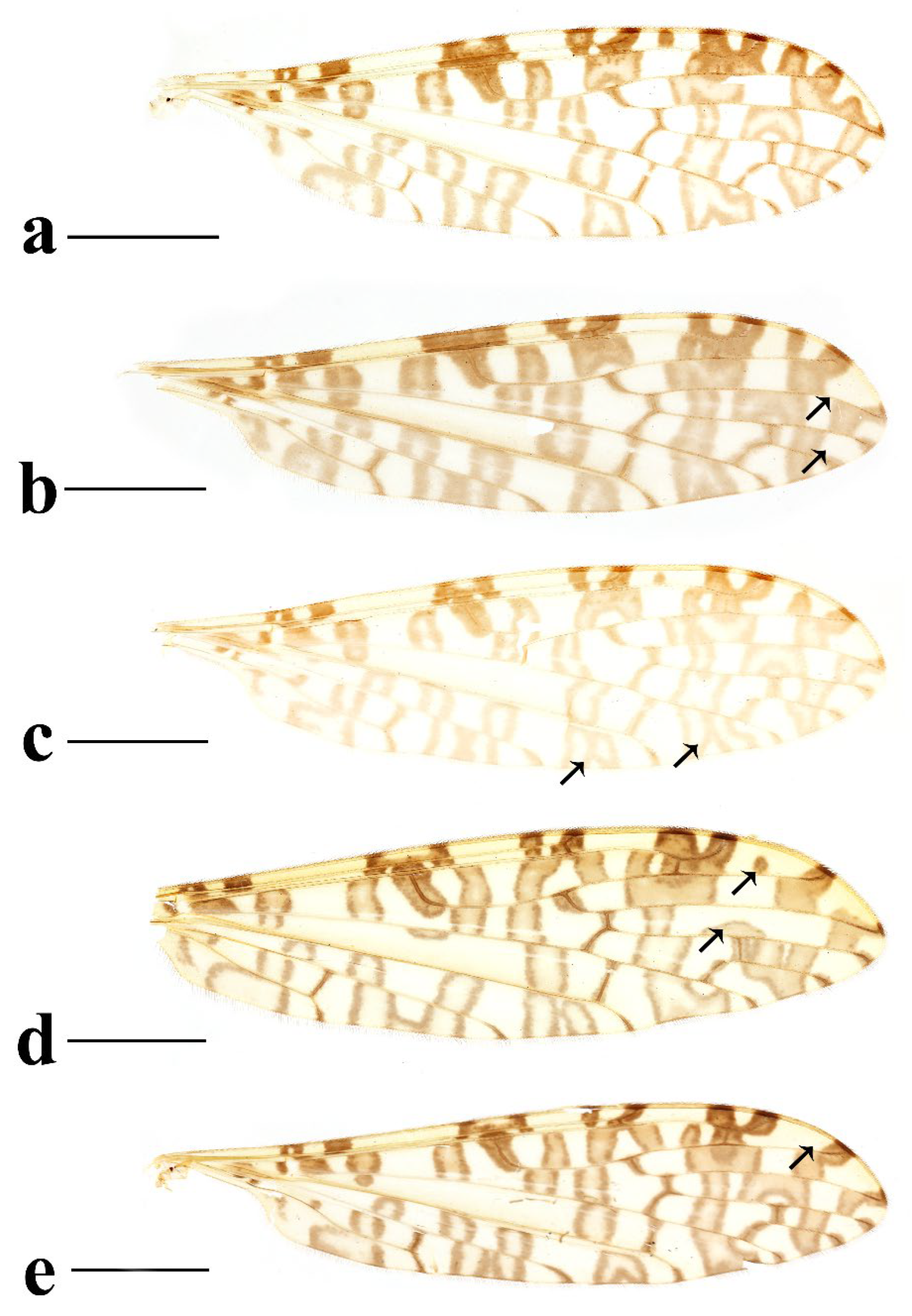 Insects 16 00845 g015