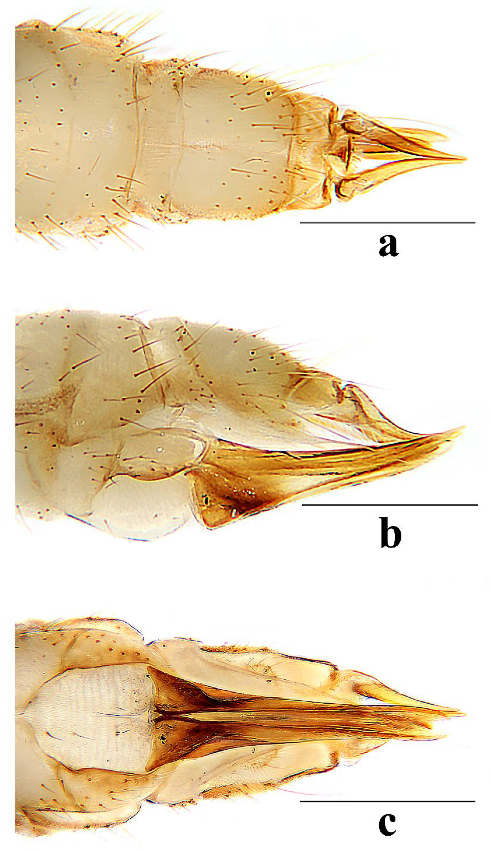 Insects 16 00845 g017
