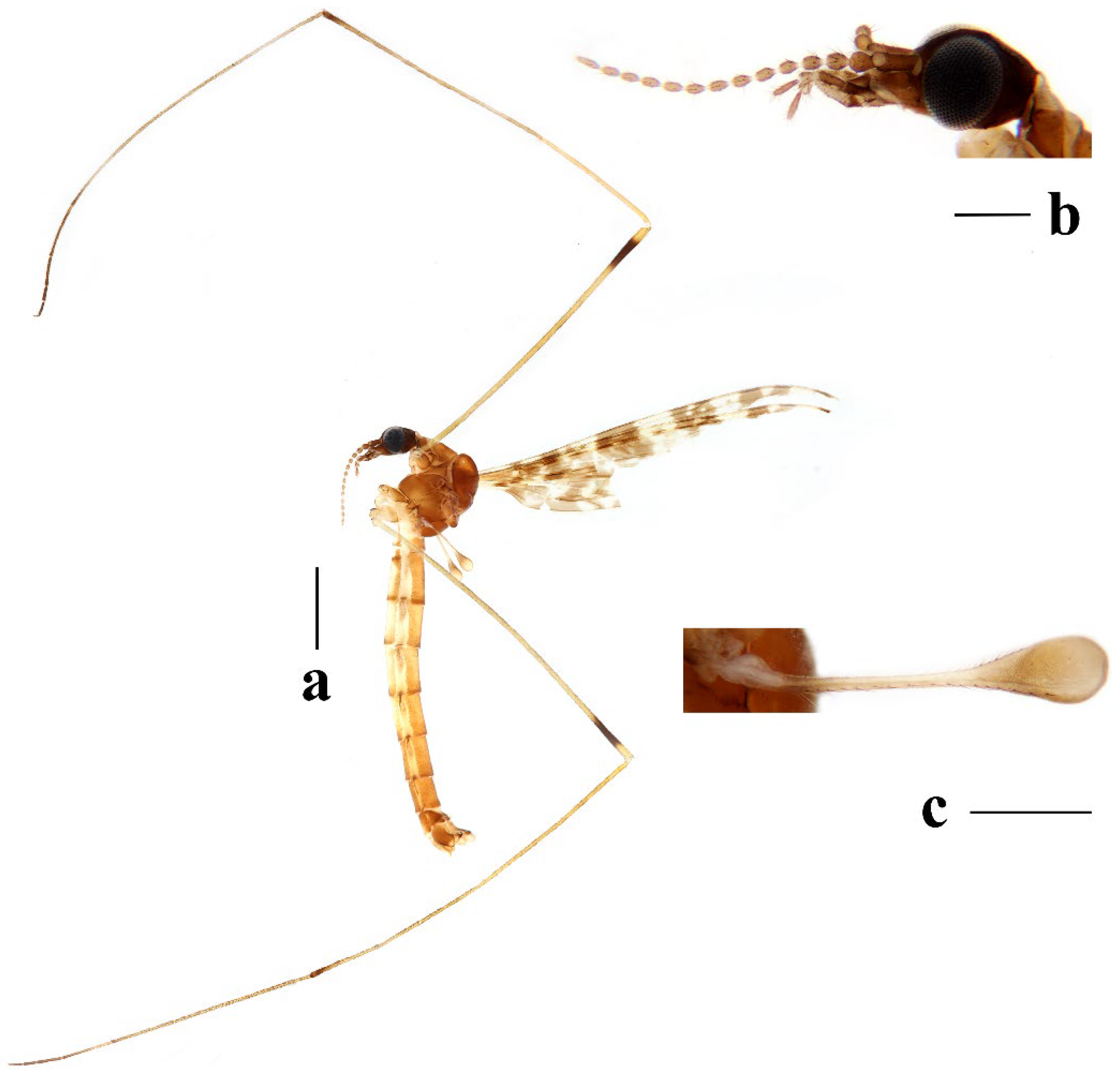 Insects 16 00845 g018
