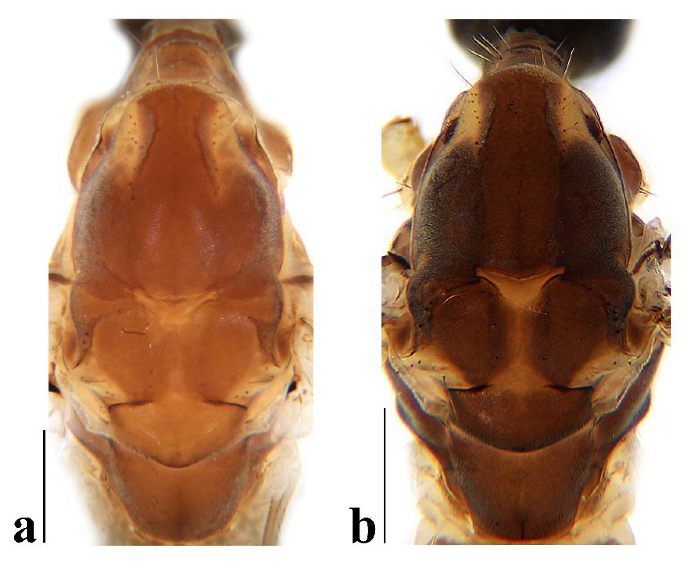 Insects 16 00845 g019