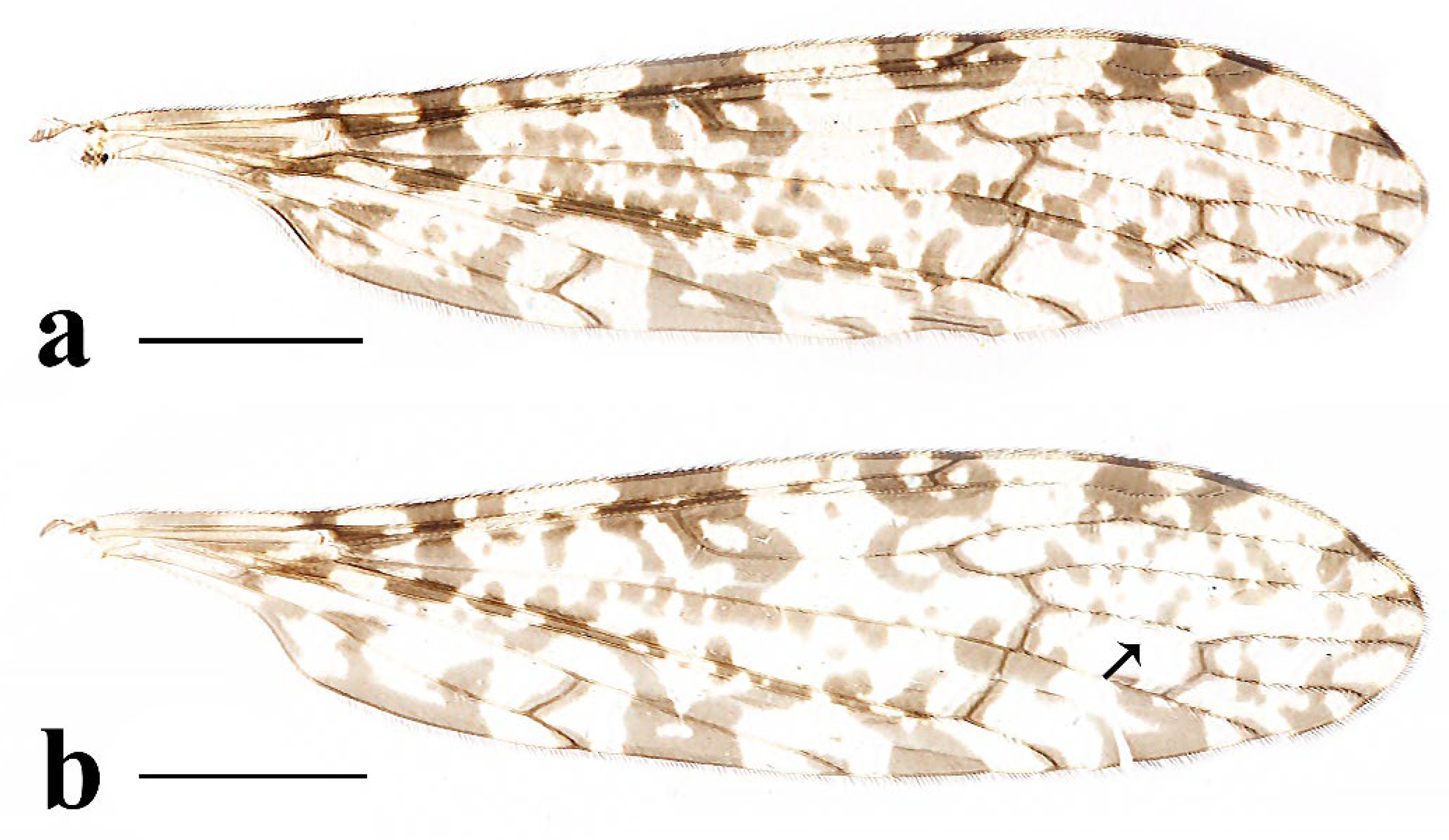 Insects 16 00845 g020