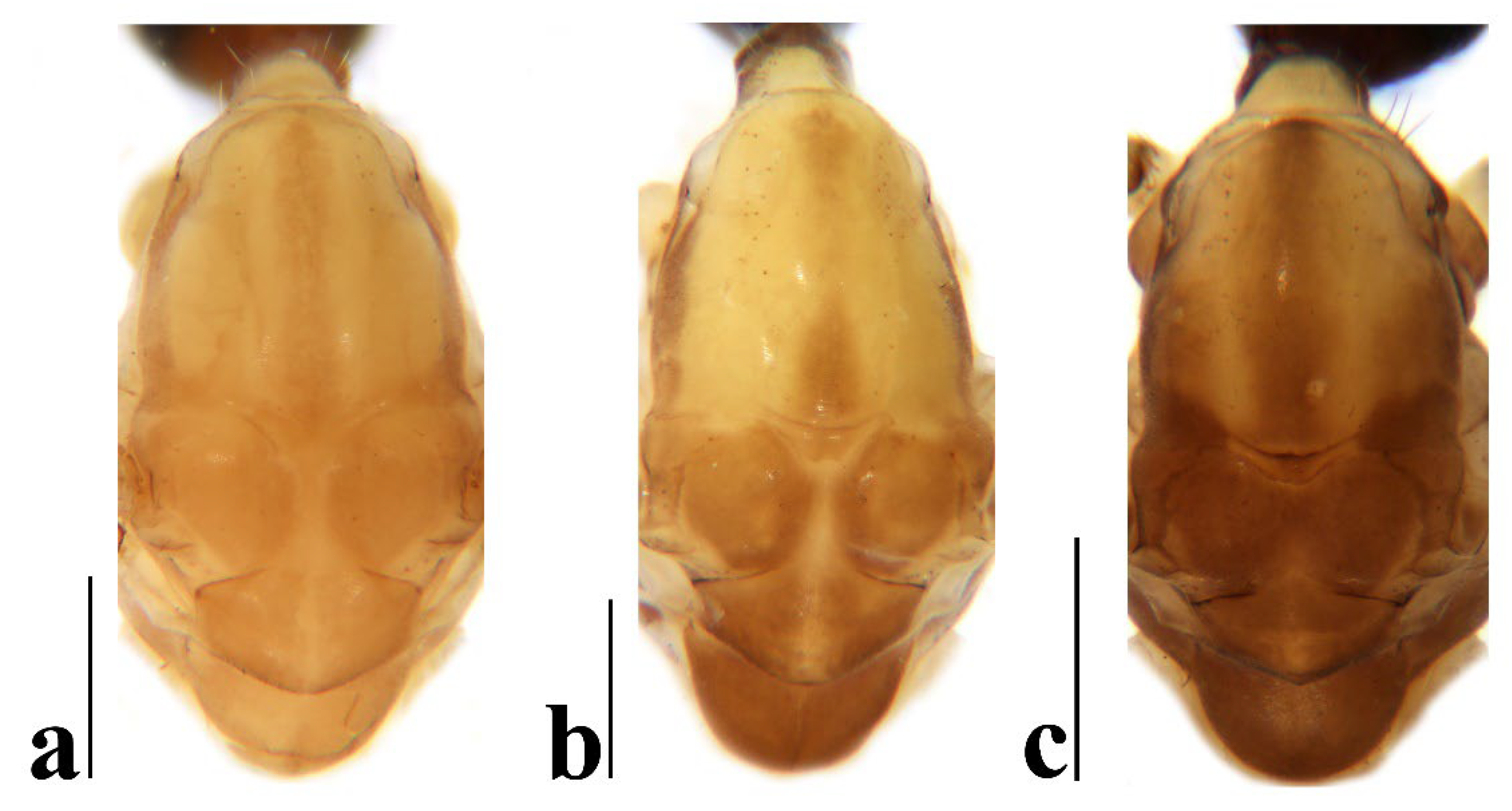 Insects 16 00845 g024