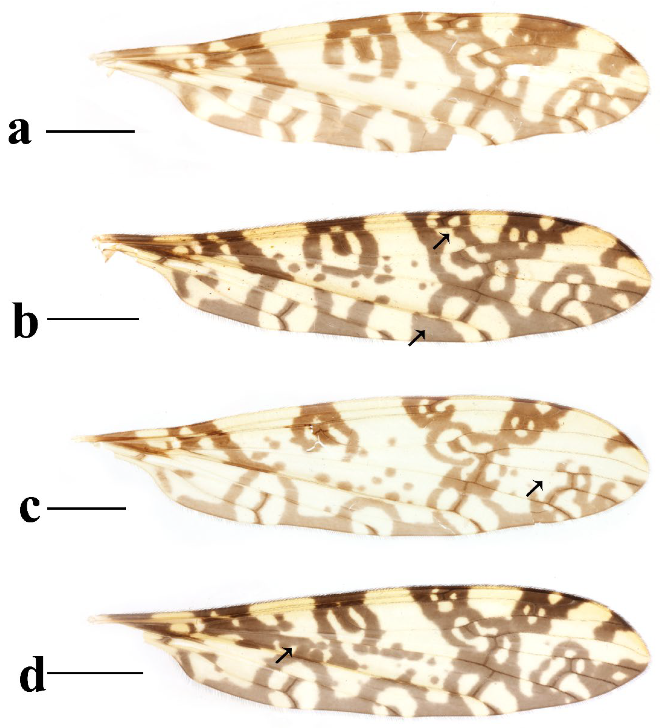 Insects 16 00845 g025