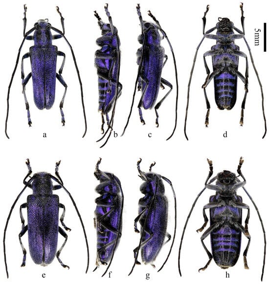 Insects 16 00867 g001