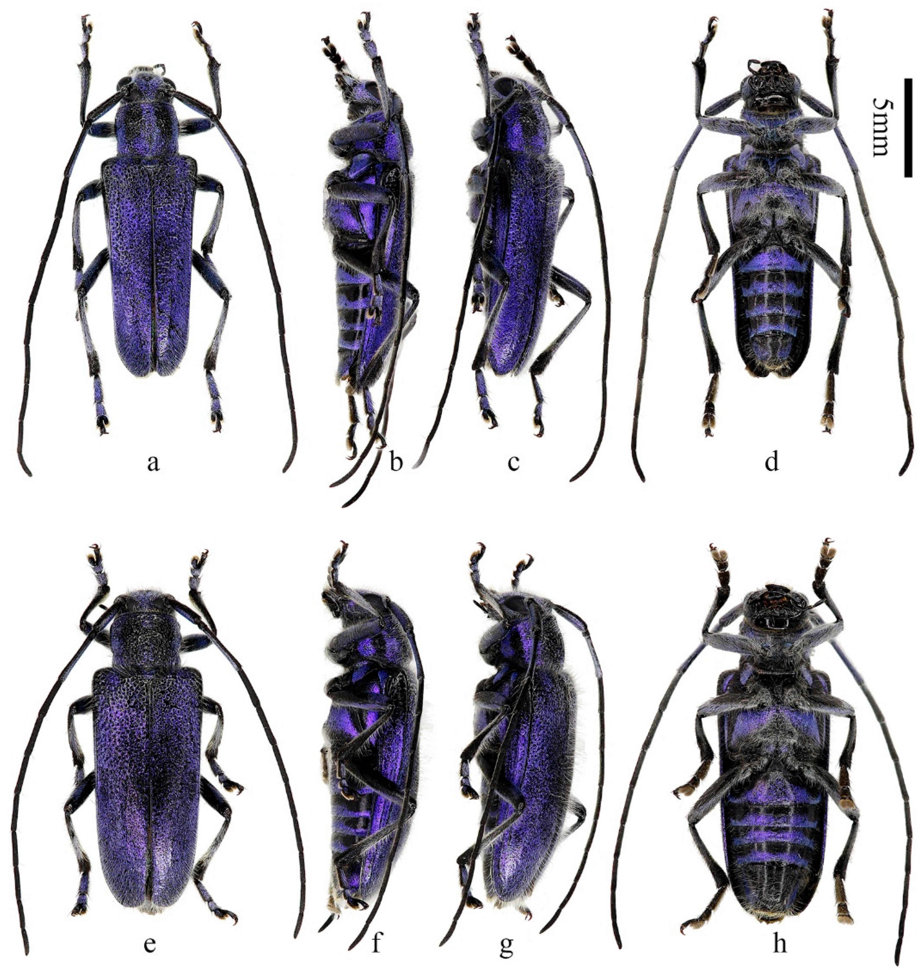 Insects 16 00867 g001