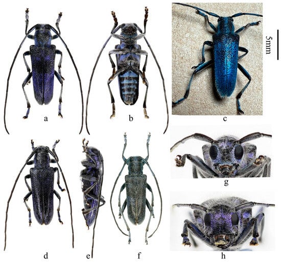 Insects 16 00867 g002