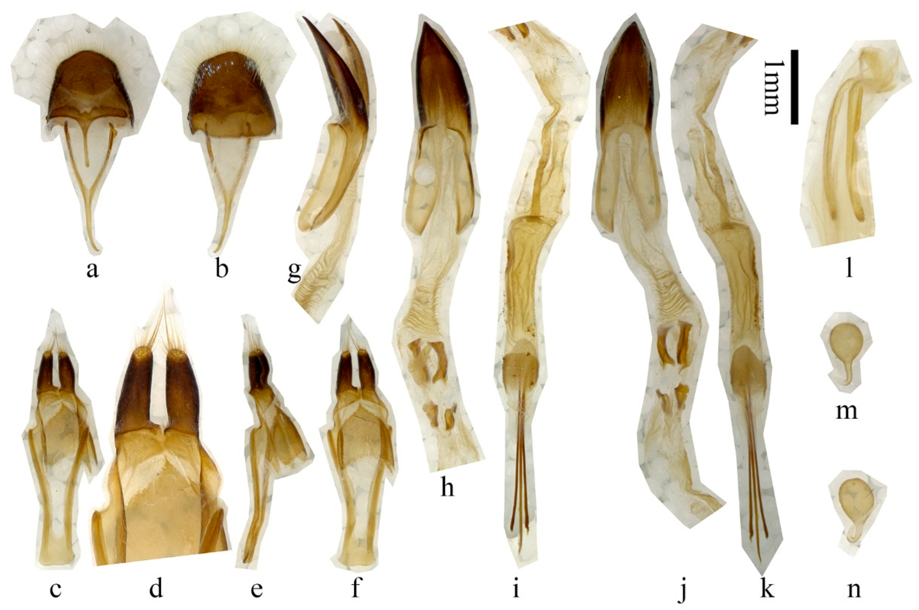 Insects 16 00867 g003