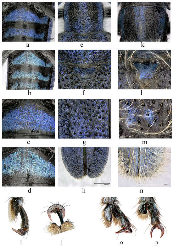 Insects 16 00867 g005