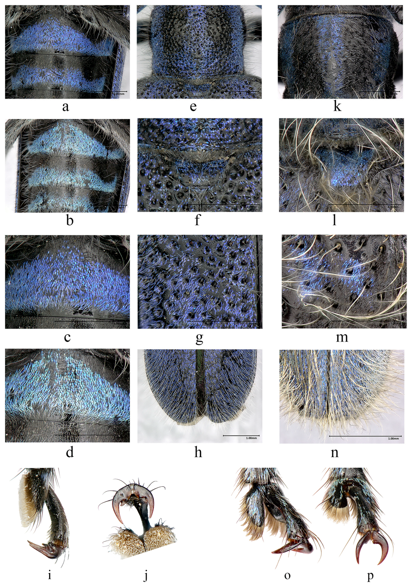 Insects 16 00867 g005
