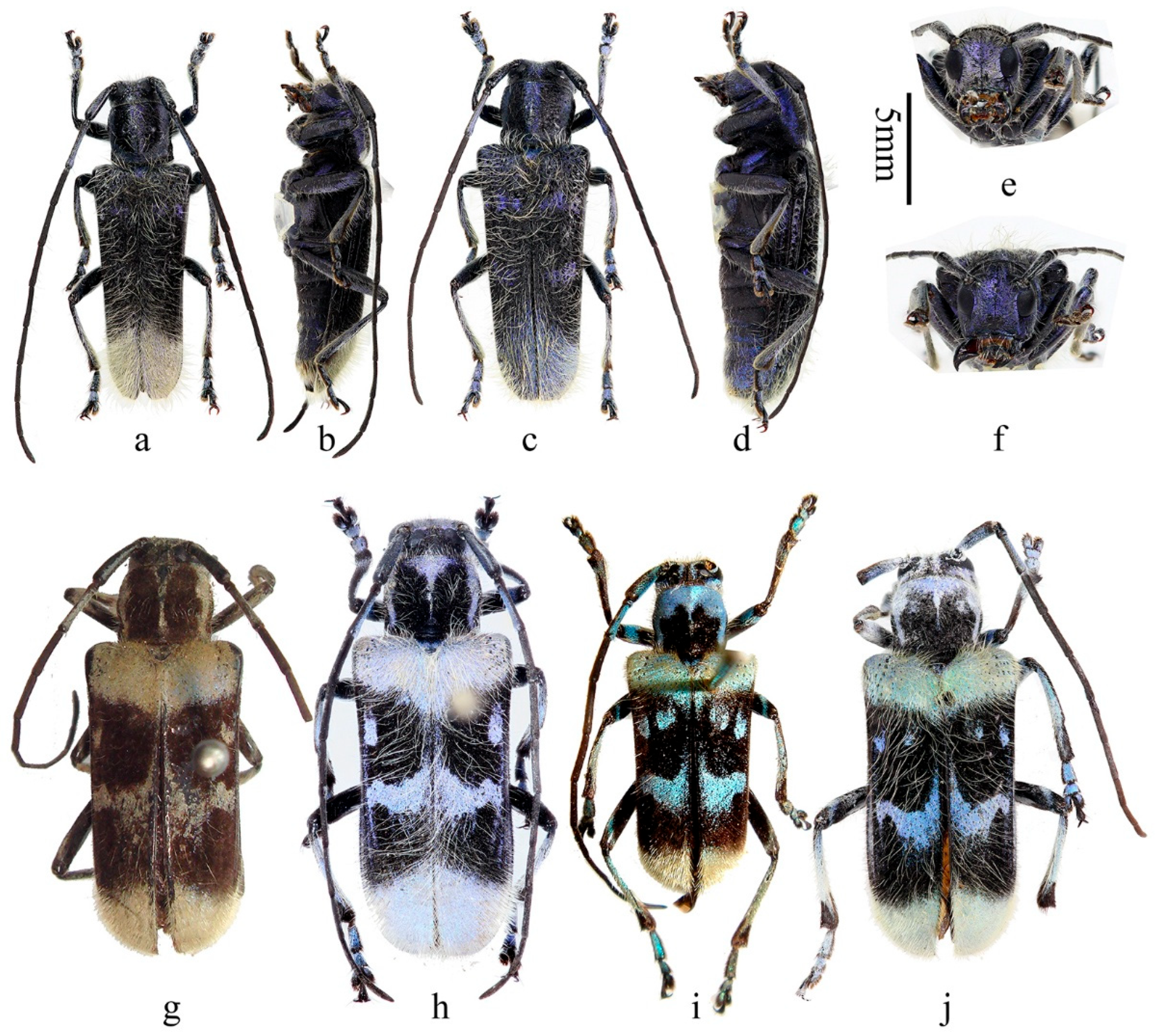 Insects 16 00867 g006