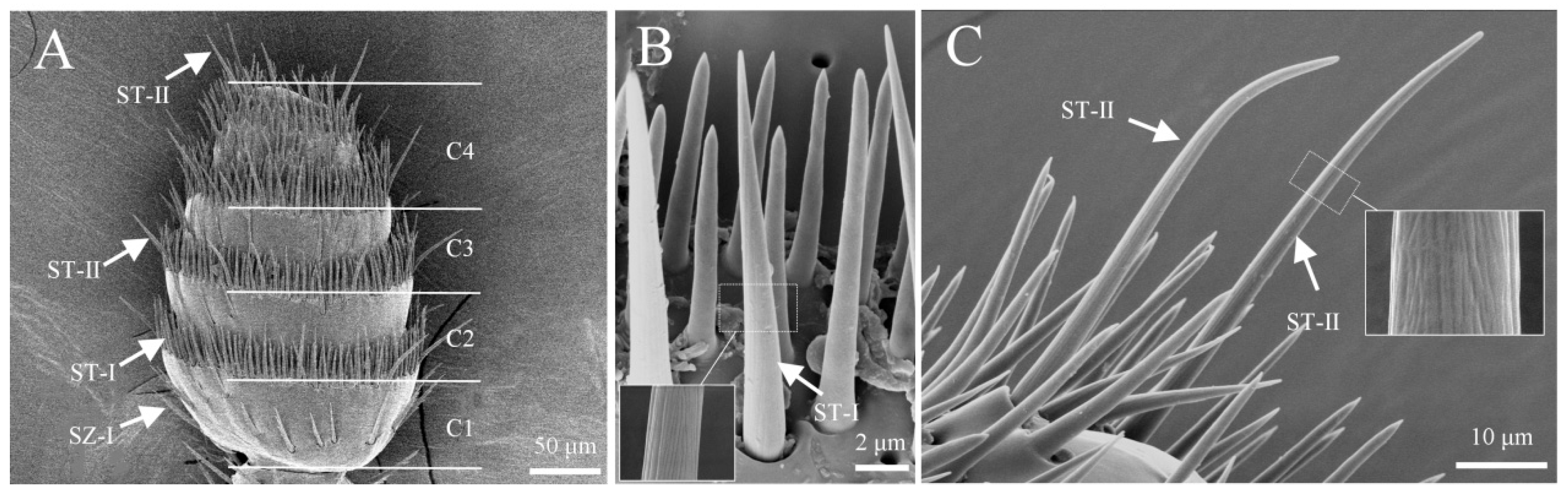 Insects 16 00890 g002 Insects 16 00890 g002