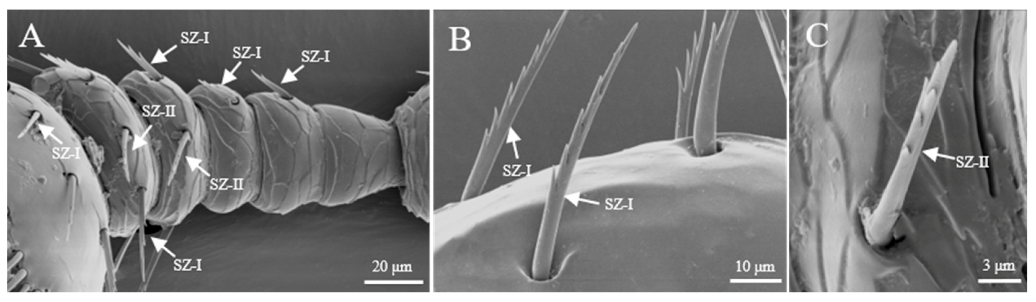 Insects 16 00890 g003 Insects 16 00890 g003