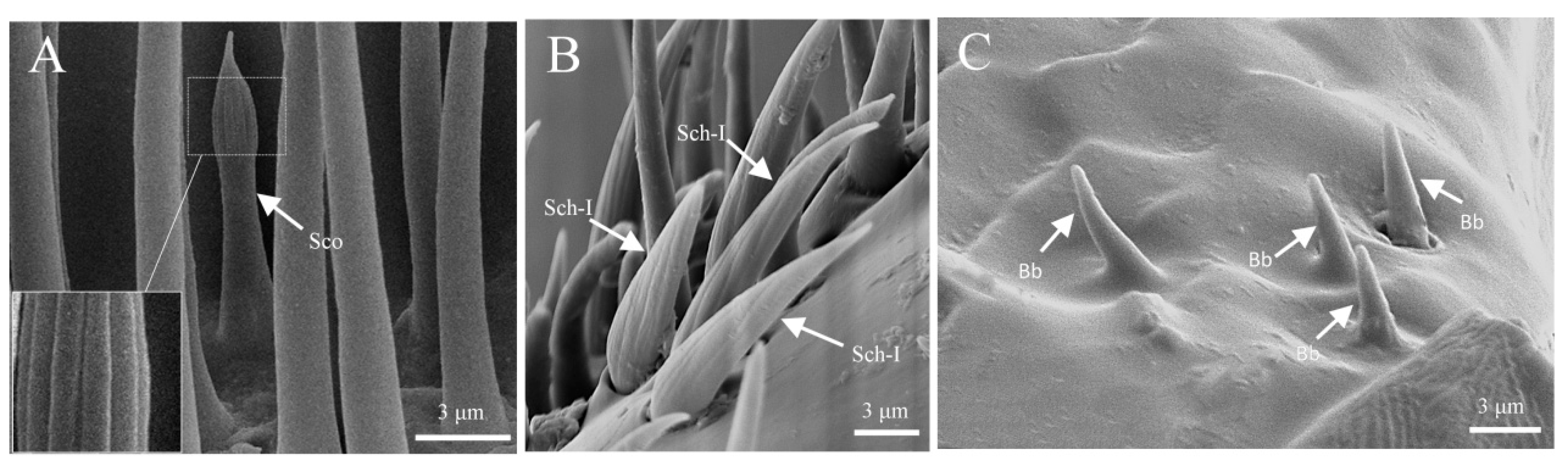 Insects 16 00890 g004 Insects 16 00890 g004