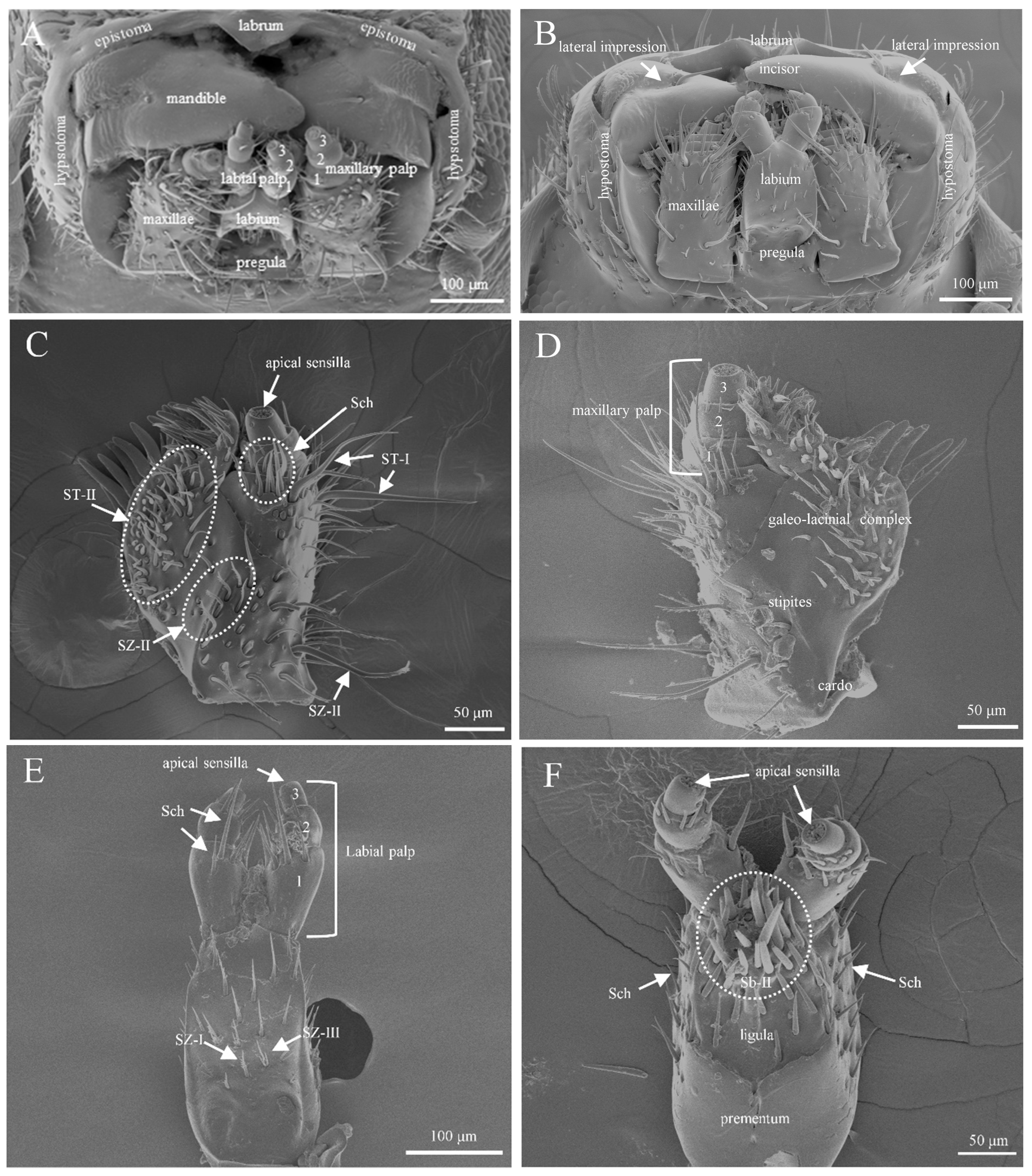 Insects 16 00890 g006 Insects 16 00890 g006