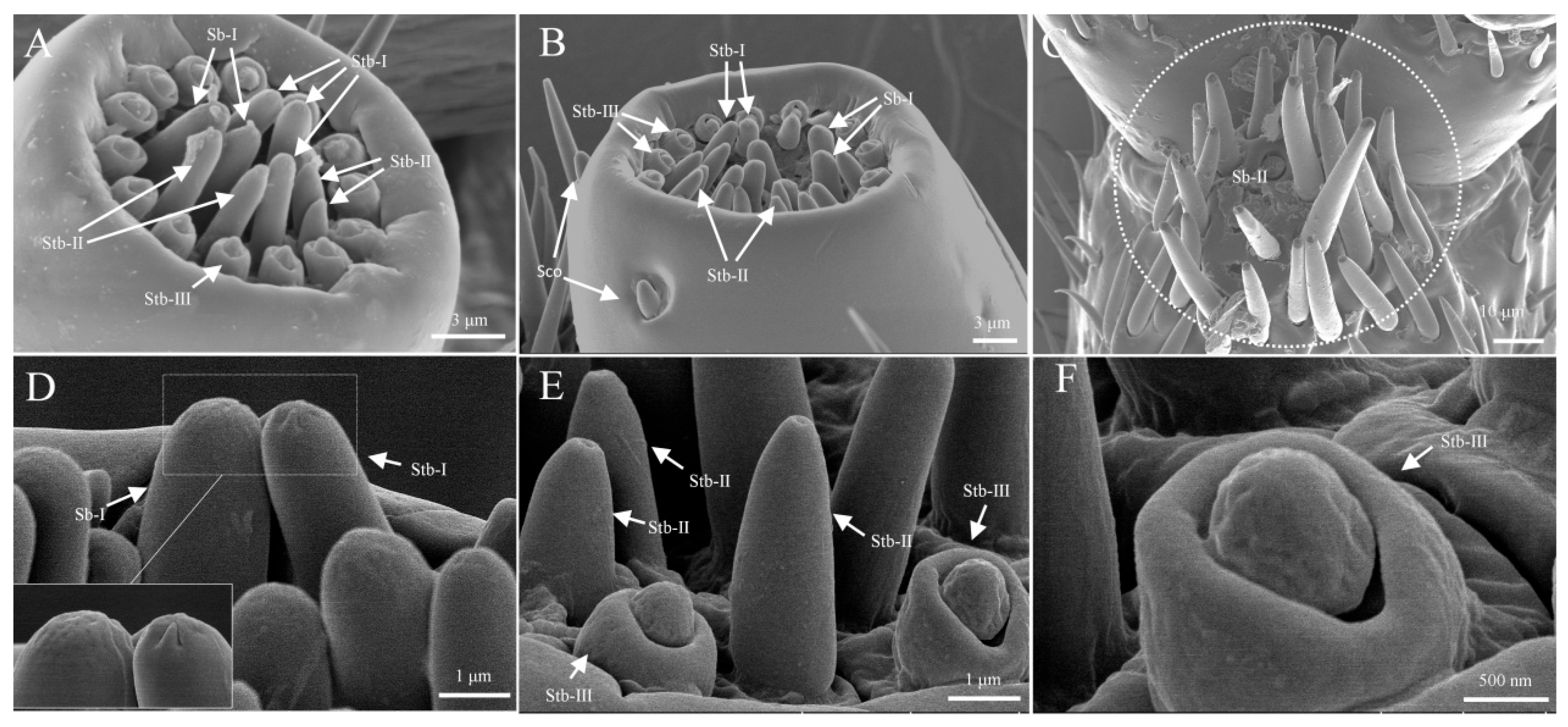 Insects 16 00890 g007 Insects 16 00890 g007