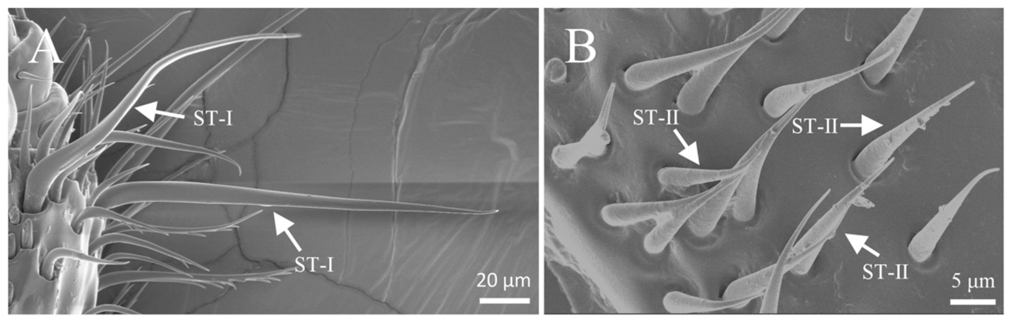 Insects 16 00890 g008 Insects 16 00890 g008