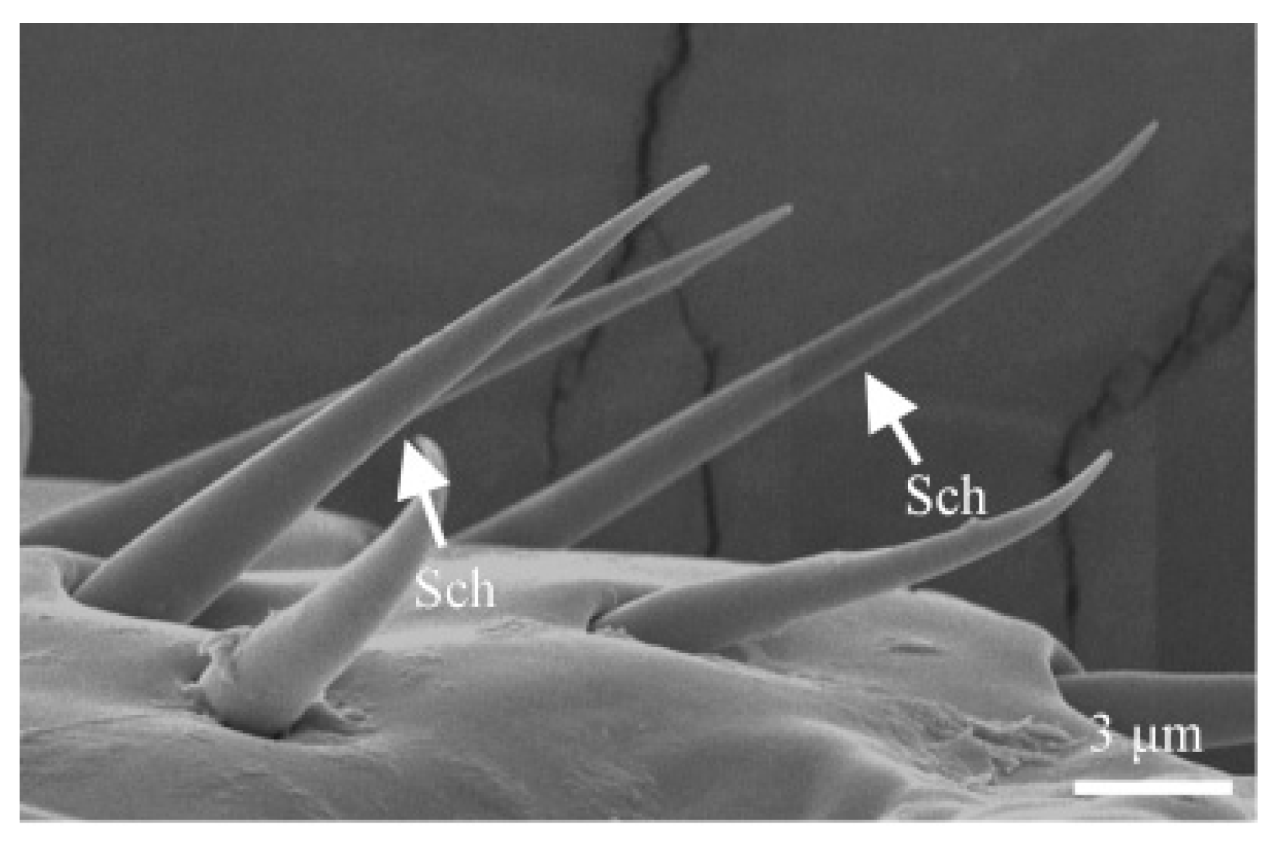 Insects 16 00890 g009 Insects 16 00890 g009