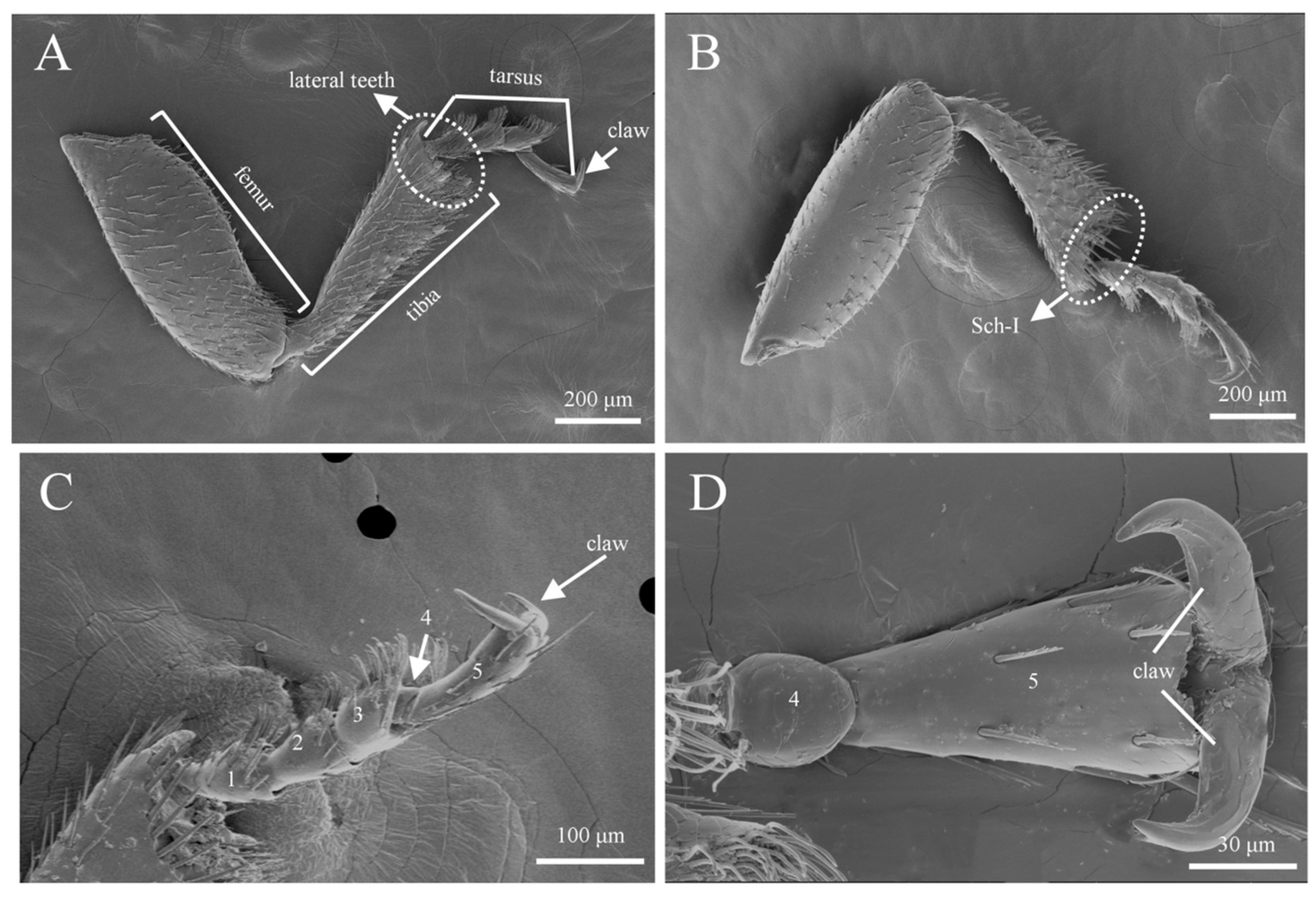 Insects 16 00890 g012 Insects 16 00890 g012
