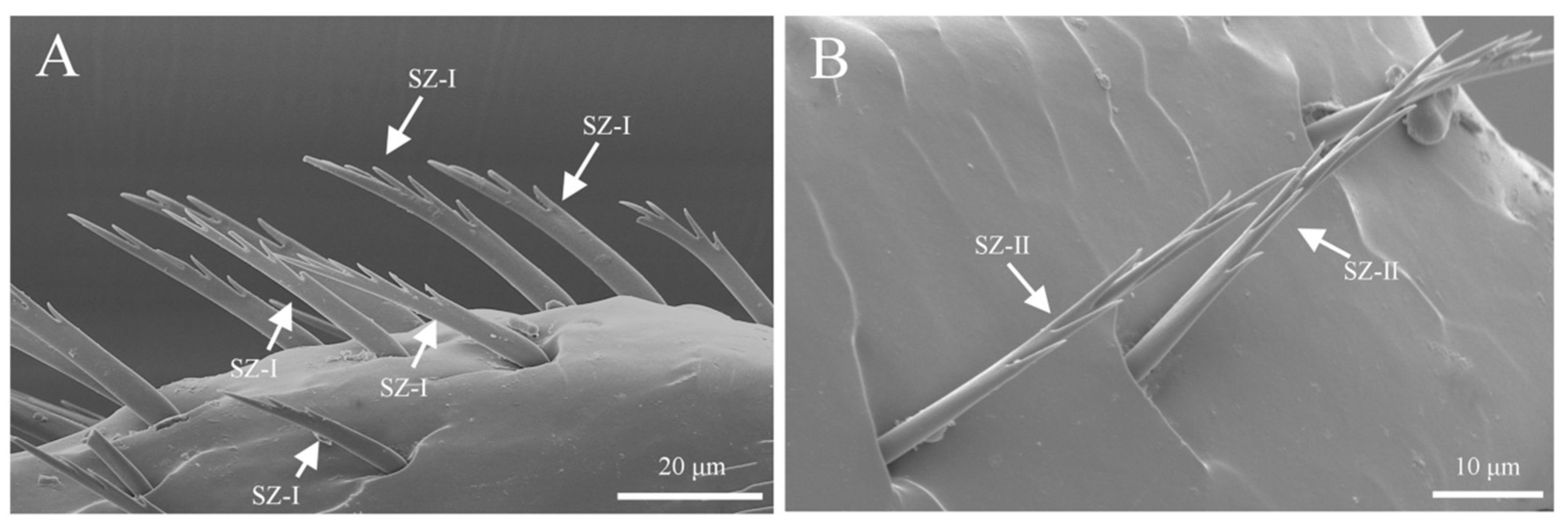 Insects 16 00890 g013 Insects 16 00890 g013