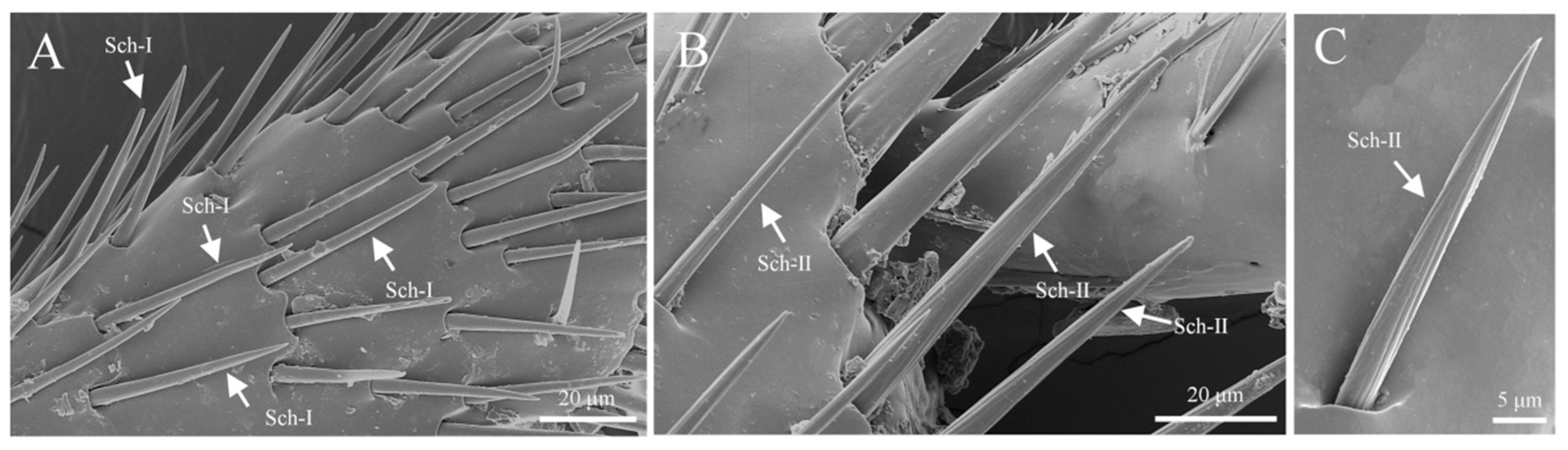 Insects 16 00890 g015 Insects 16 00890 g015