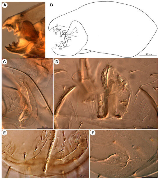 Insects 16 00896 g004