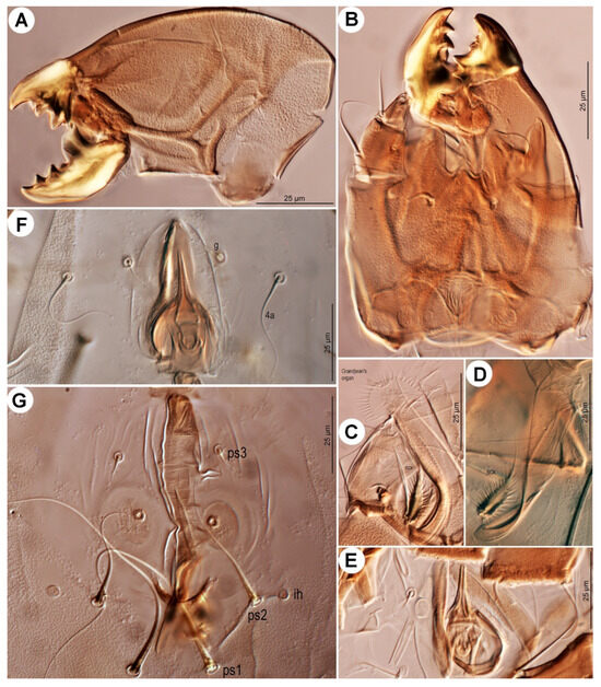 Insects 16 00896 g011