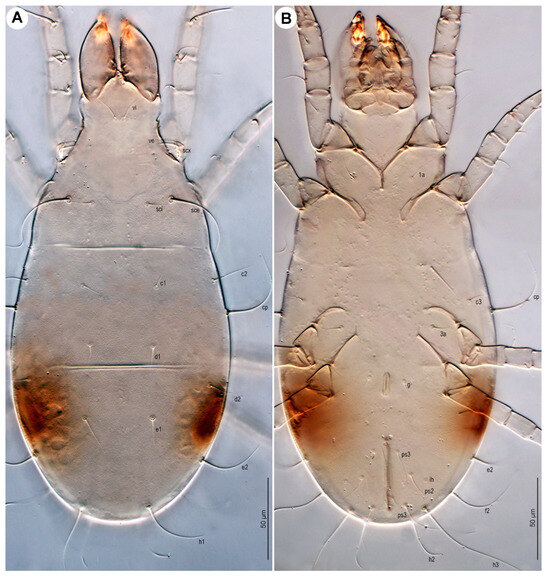 Insects 16 00896 g021