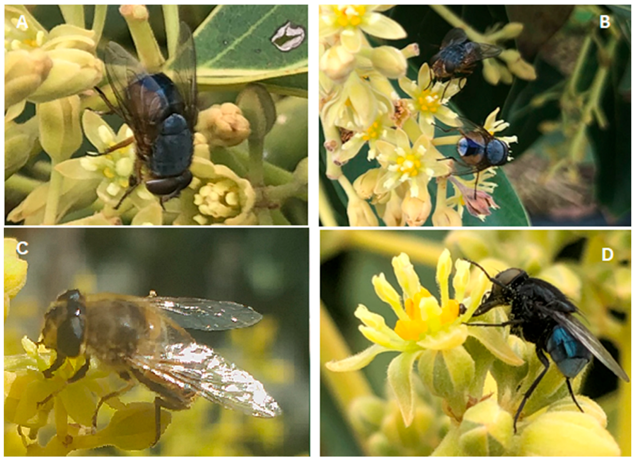 Insects 16 00899 g001