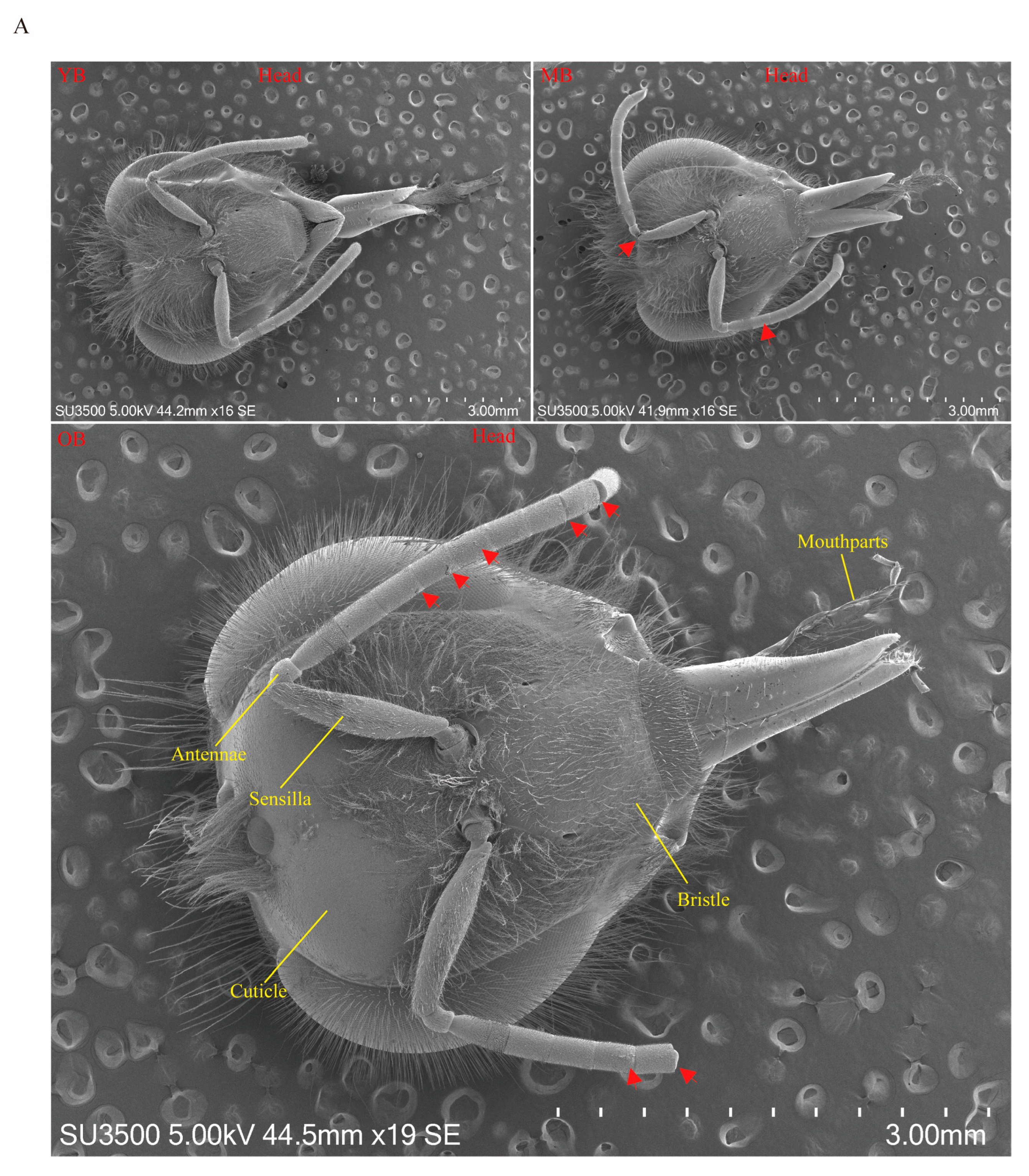 Insects 16 00902 g003a Insects 16 00902 g003a