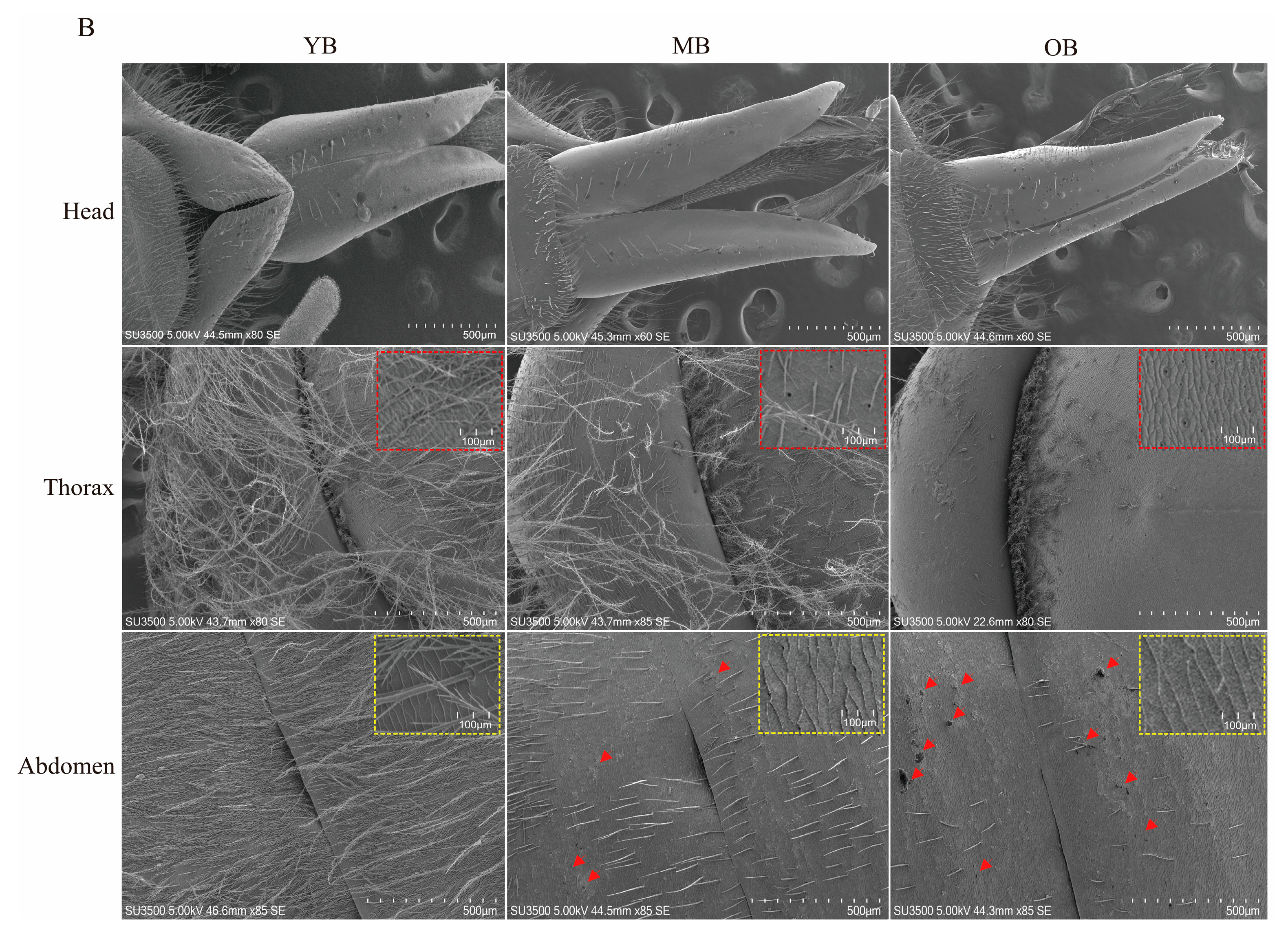 Insects 16 00902 g003b Insects 16 00902 g003b